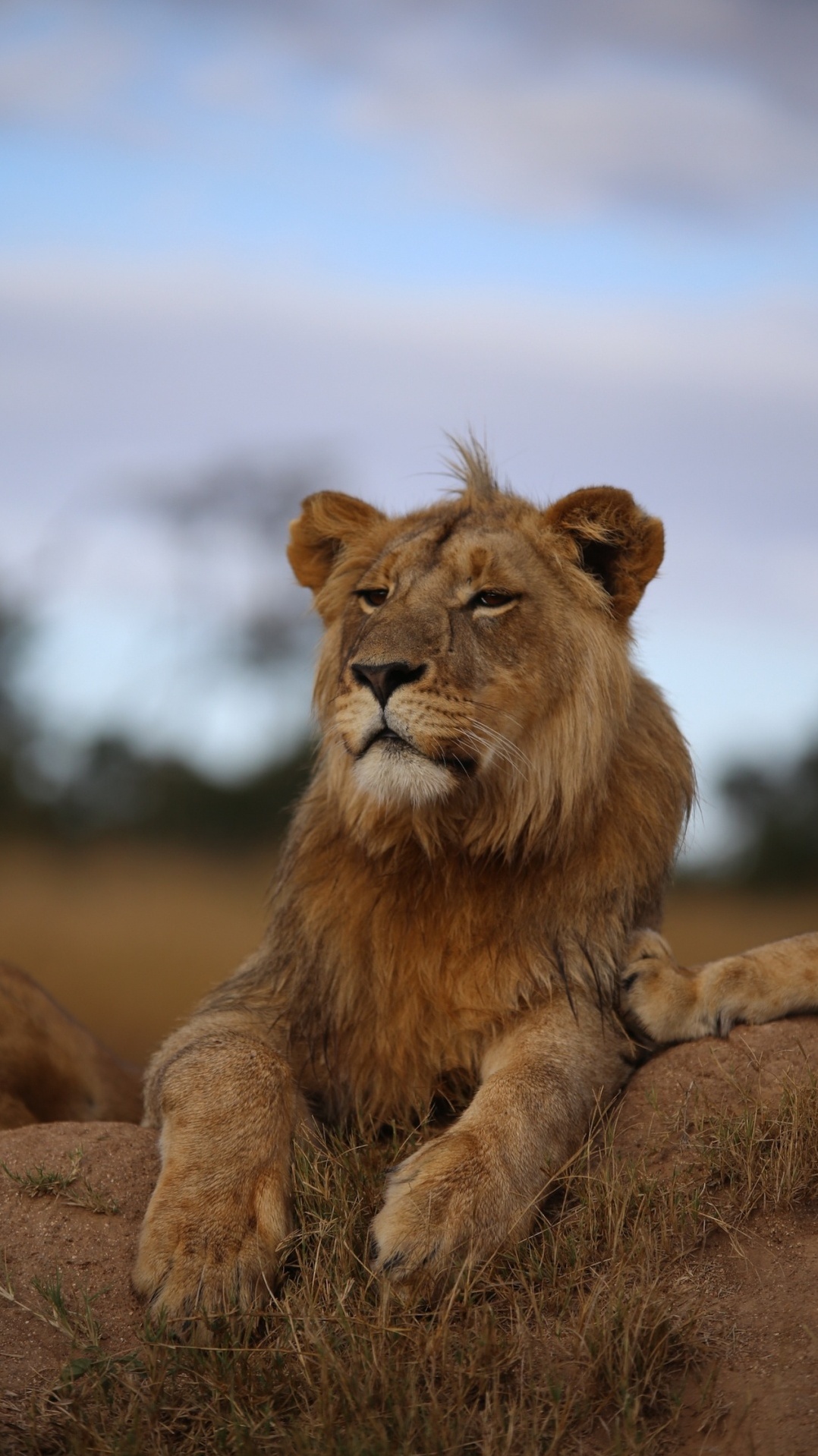 живая природа, кошачьих, масаи лев, лев, наземные животные