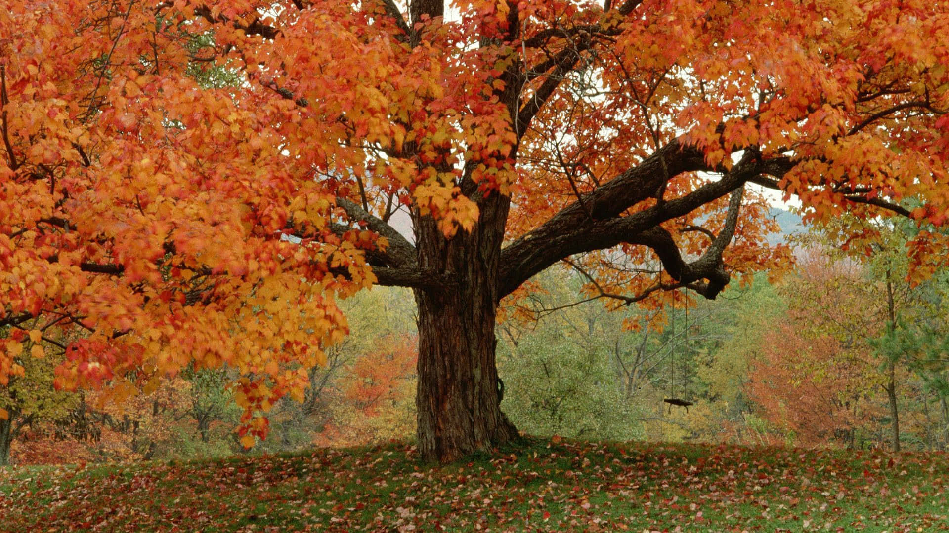 осенний рабочий стол big tree tumblr