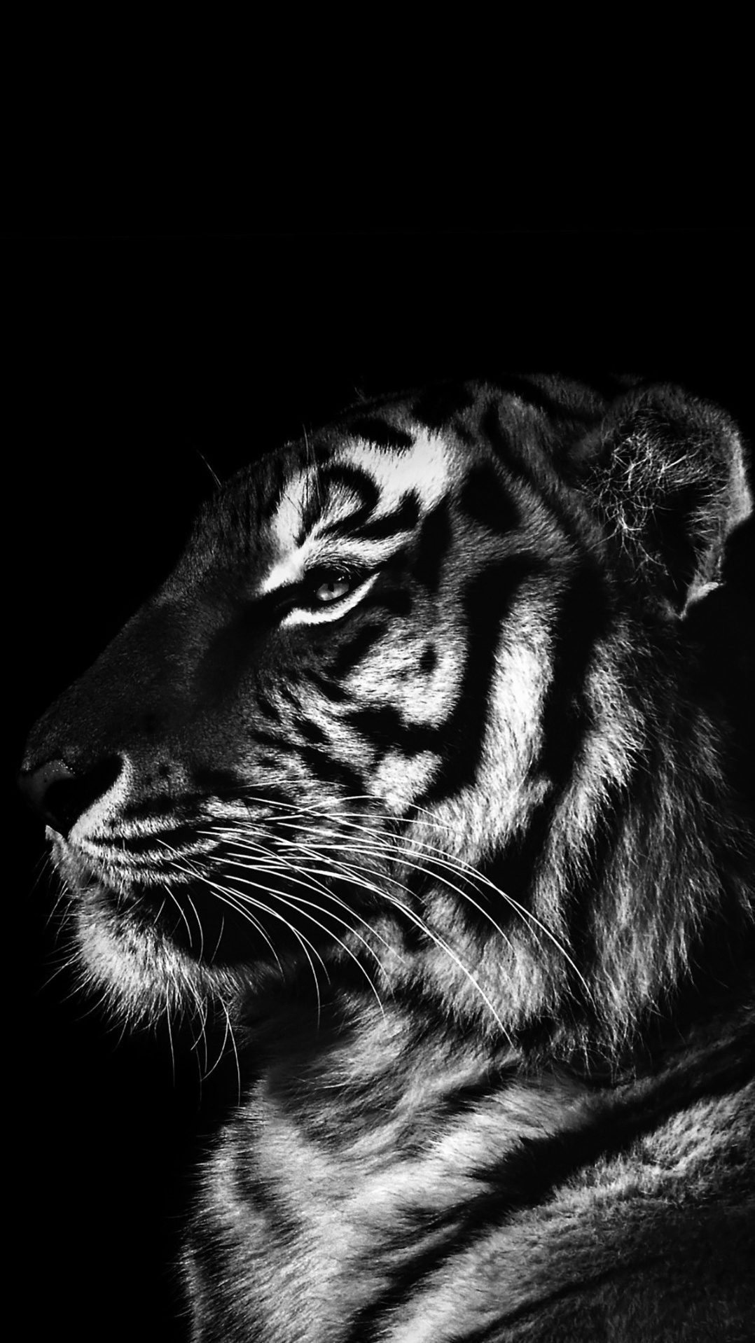 постер, тигр черный, лев, рев, черный и белый