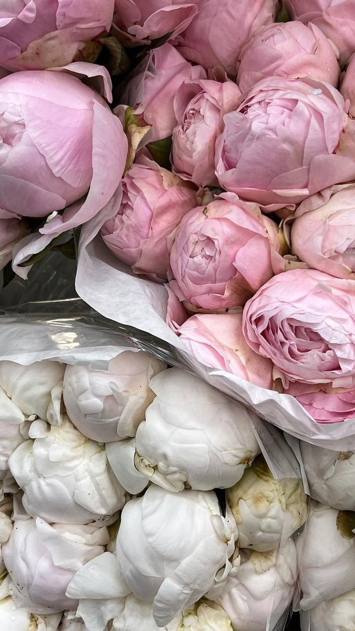 пионовидные розы, белые и розовые цветы в букете