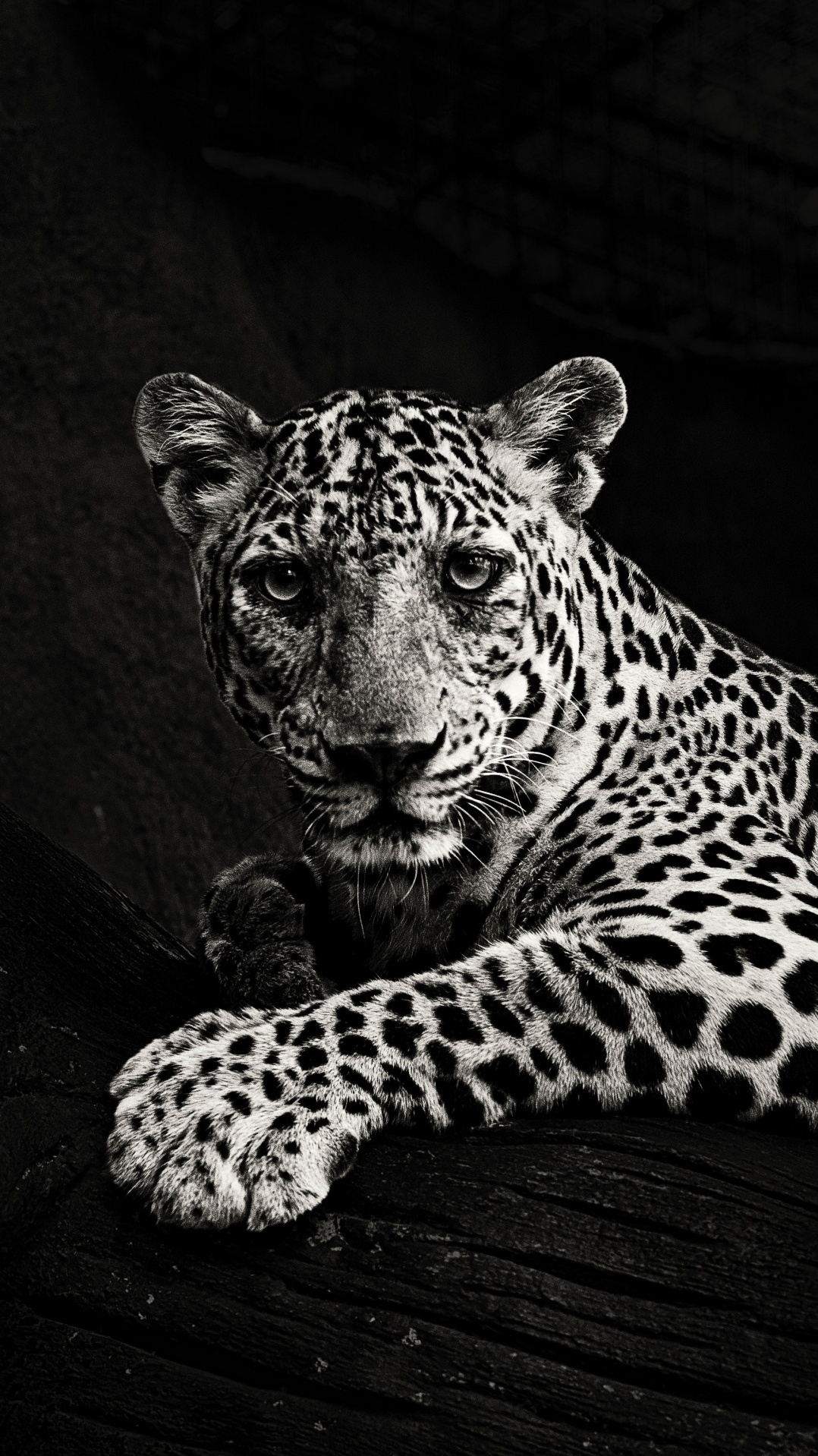 ягуар, тигр, леопард, лев, черный и белый
