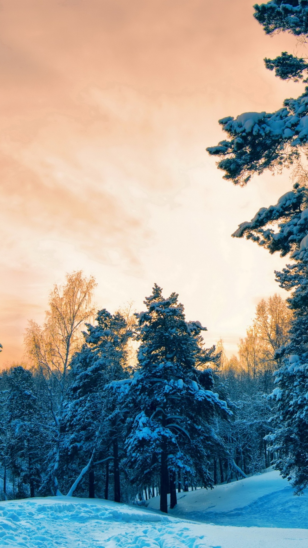 природа, снег, зима, замораживание, дерево