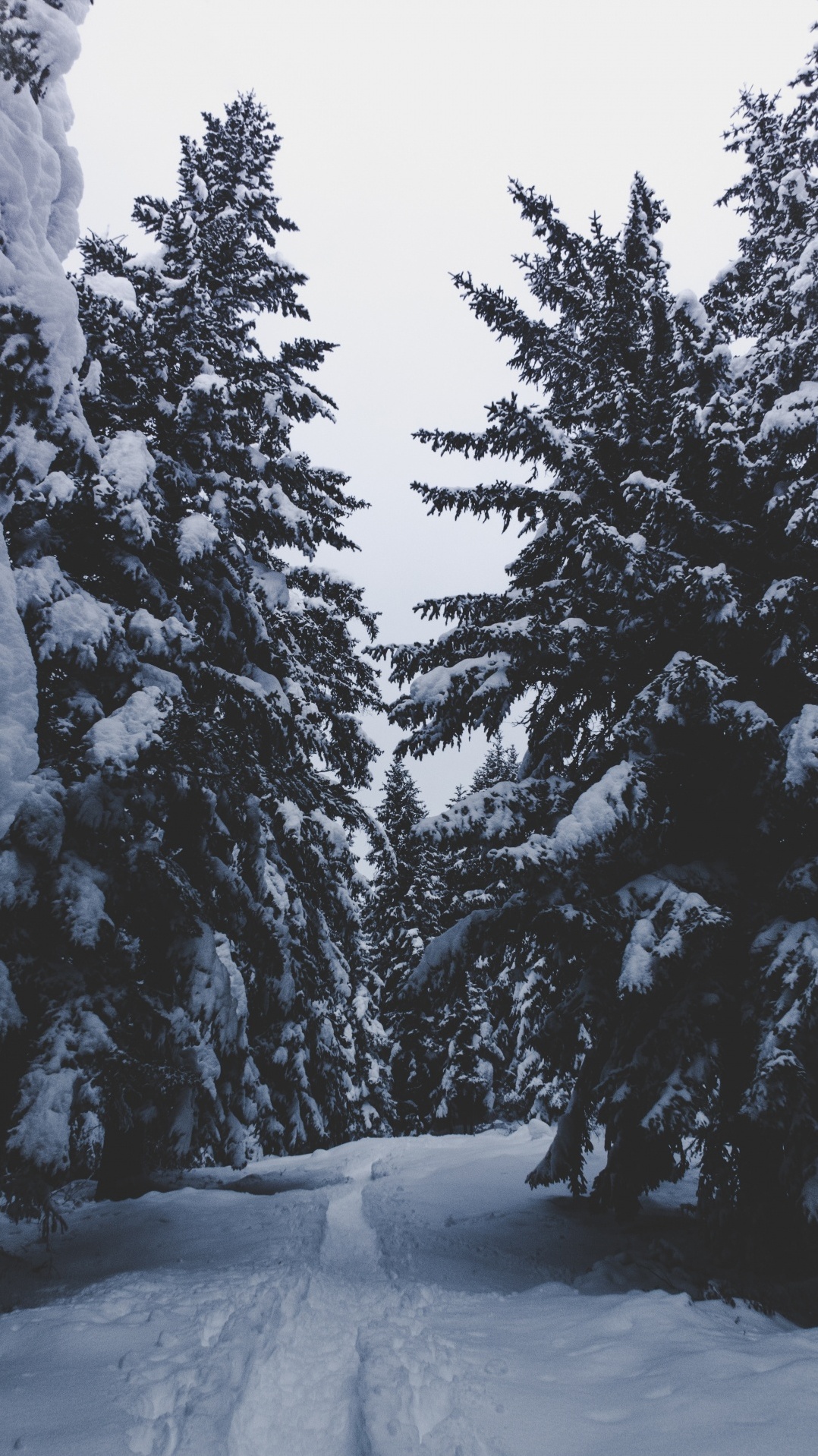 снег, зима, дерево, древесные растения, замораживание