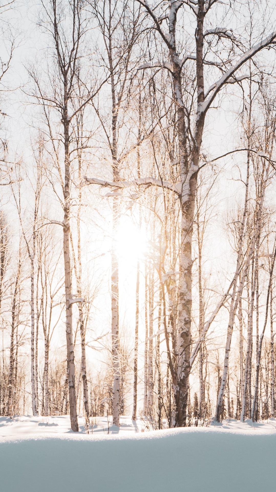 зима, дерево, снег, природный ландшафт, природа