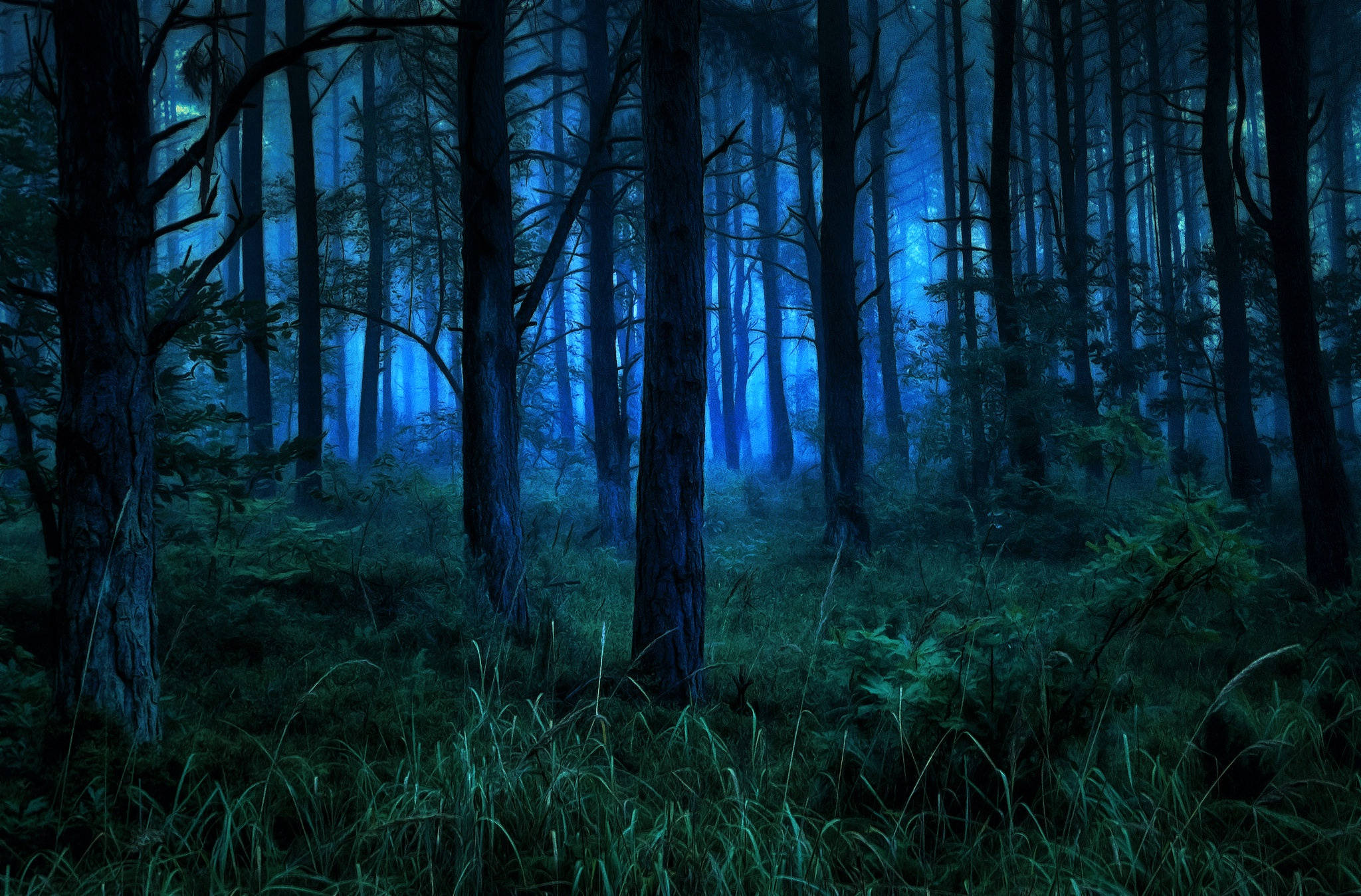 вечерний темный лес iphone