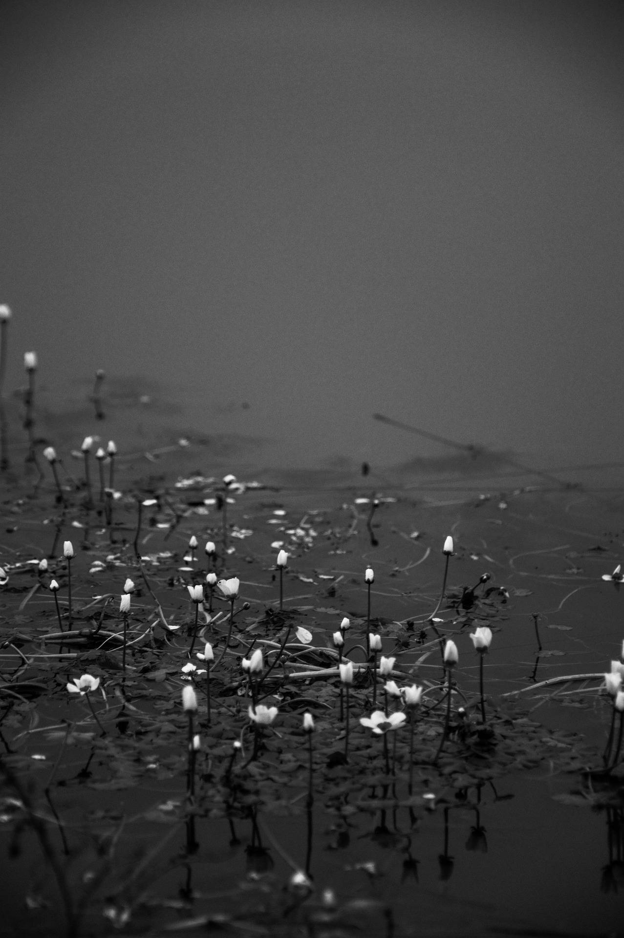 цветы на воде iphone темный