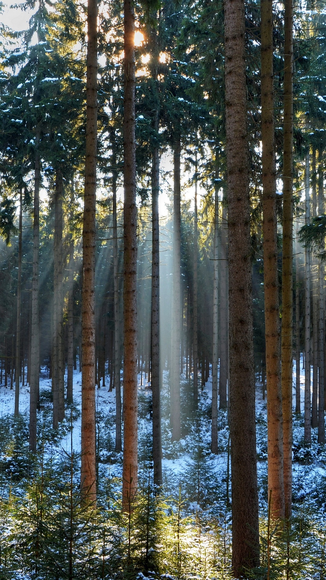 стена, дерево, лес, древесина, фреска