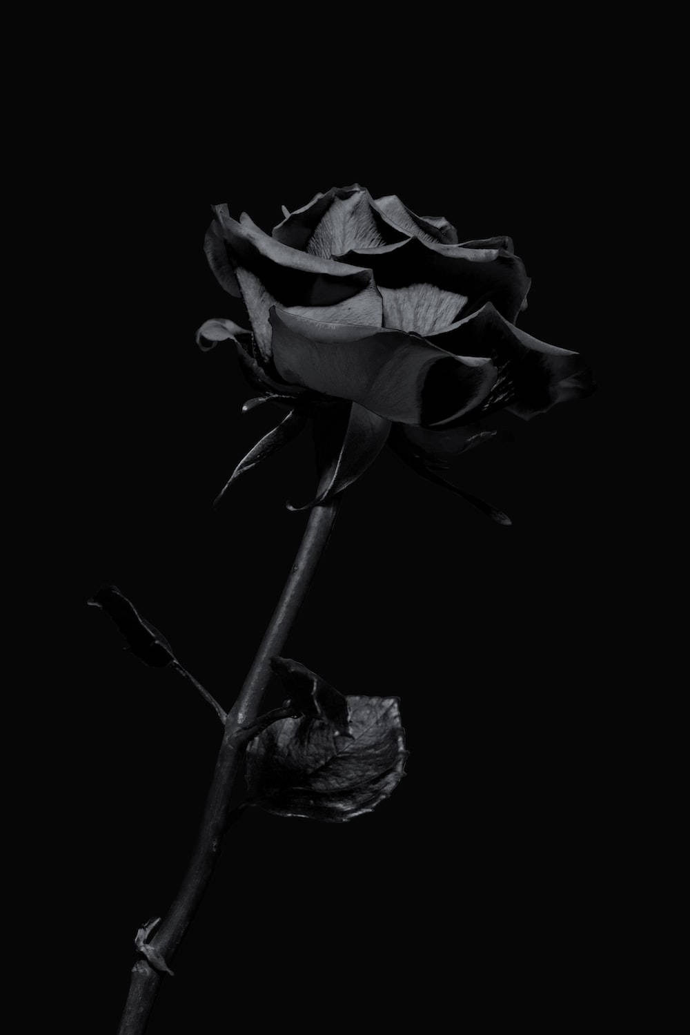 темный iphone black rose