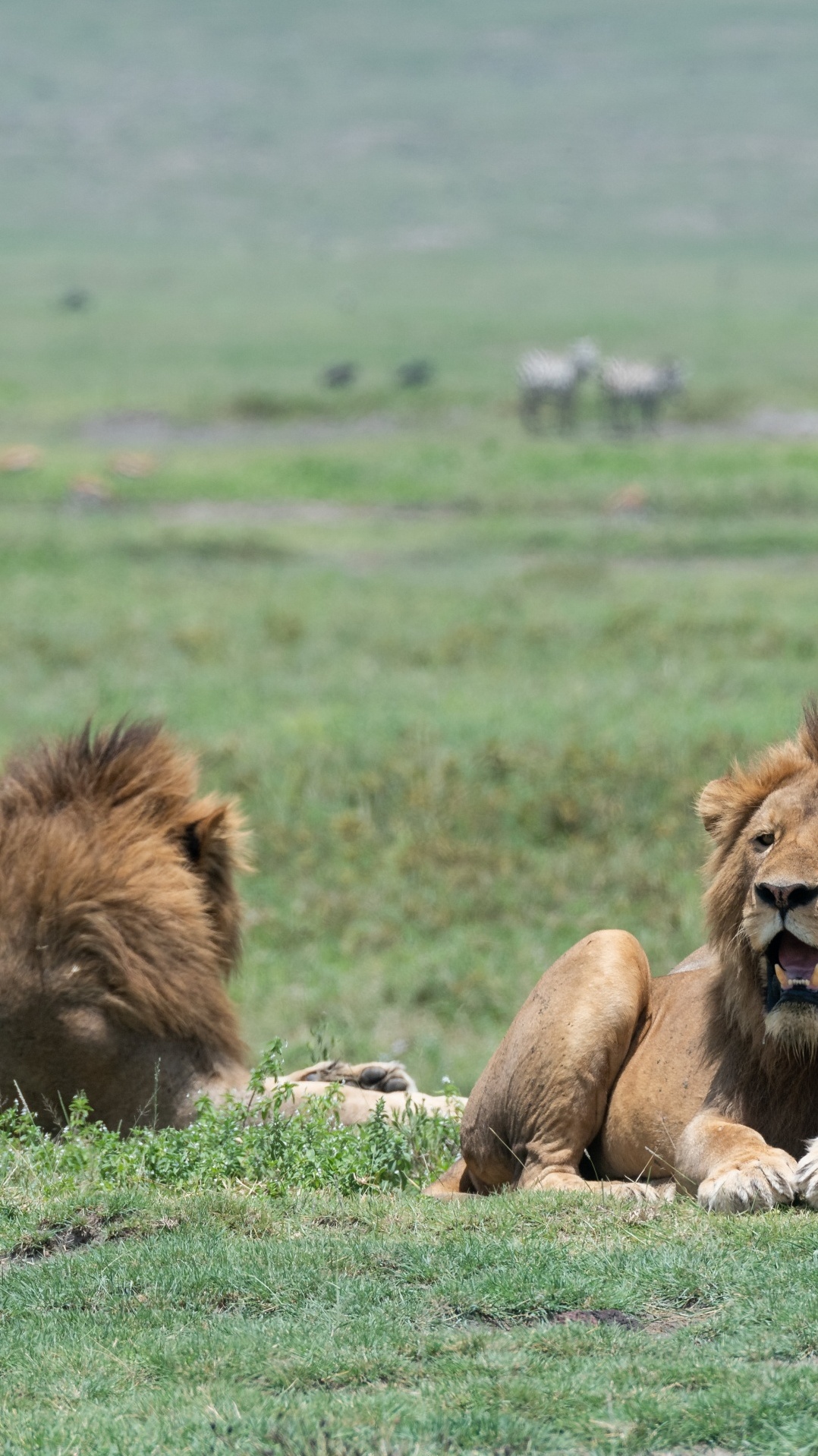 масаи лев, восточно африканский лев, живая природа, лев, окружающая среда