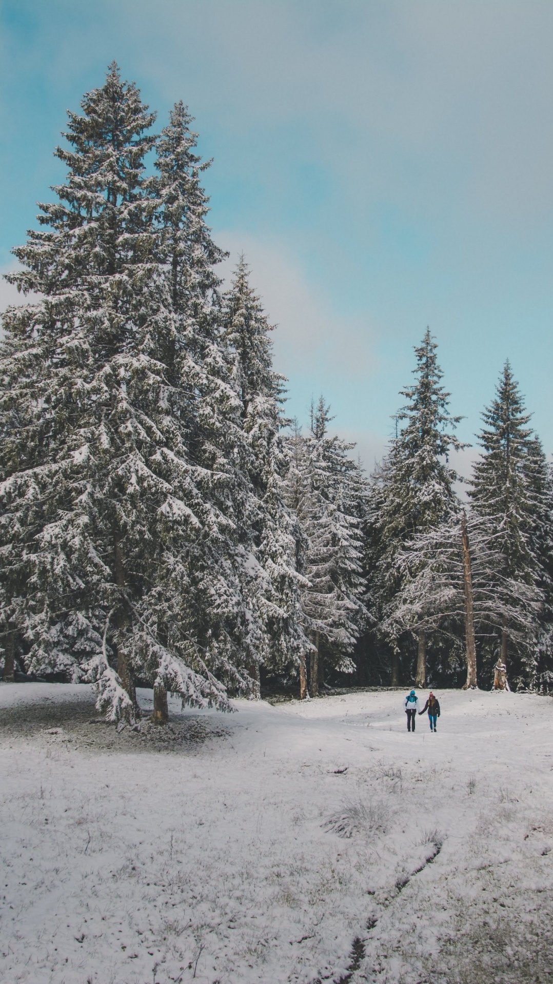 снег, зима, окружающая среда, дерево, лес