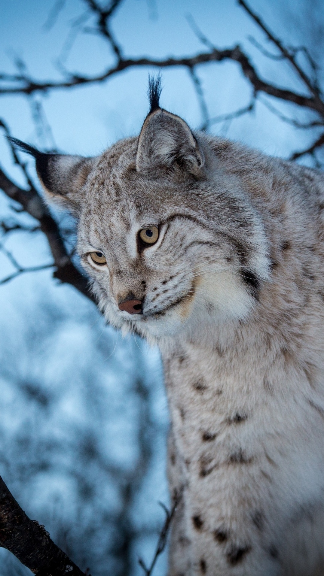 дикая кошка, кошачьих, евразийская рысь, живая природа, кот