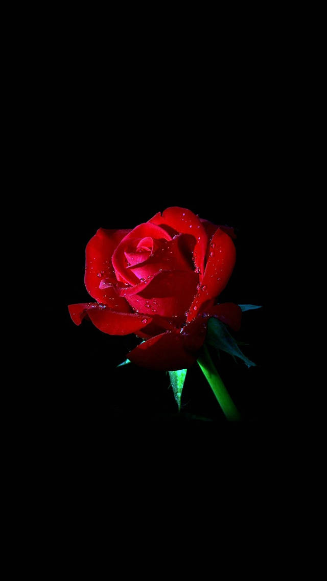 свежая красная роза iphone dark