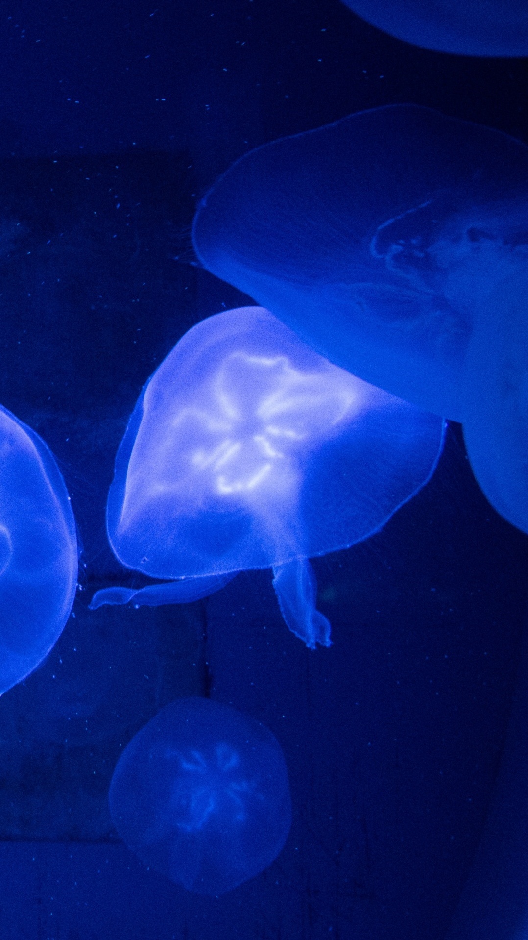 медуза, морские беспозвоночные, cnidaria, морская биология, синий