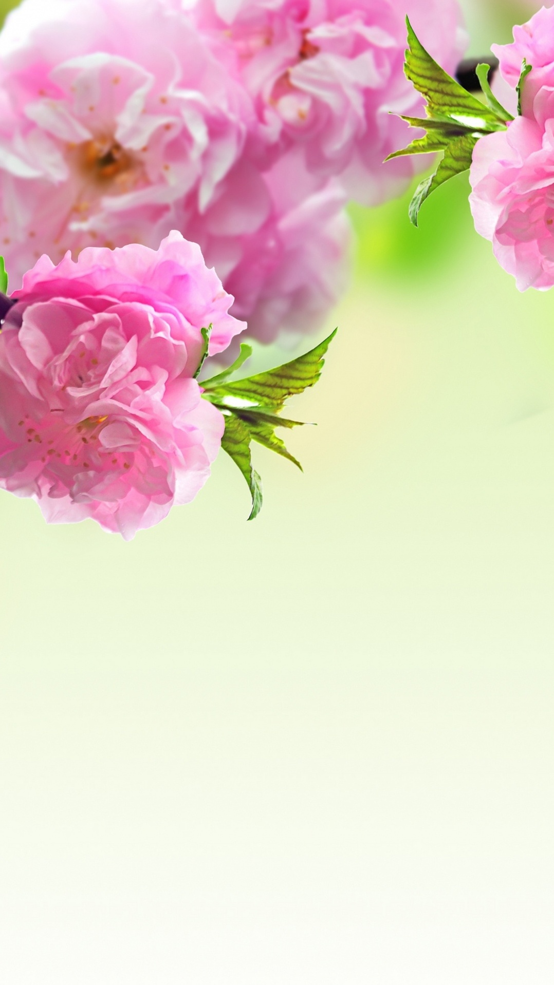 ветвь, весна, растение, цветок, розовый