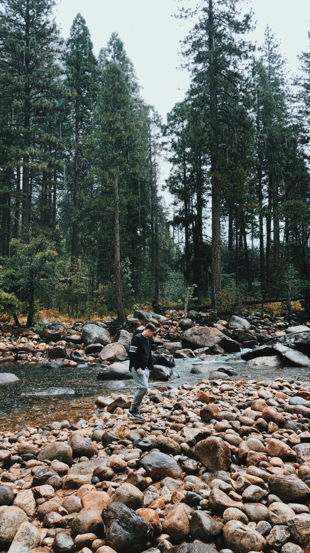 старовозрастные леса, биом, вода, дикая местность, русло ручья