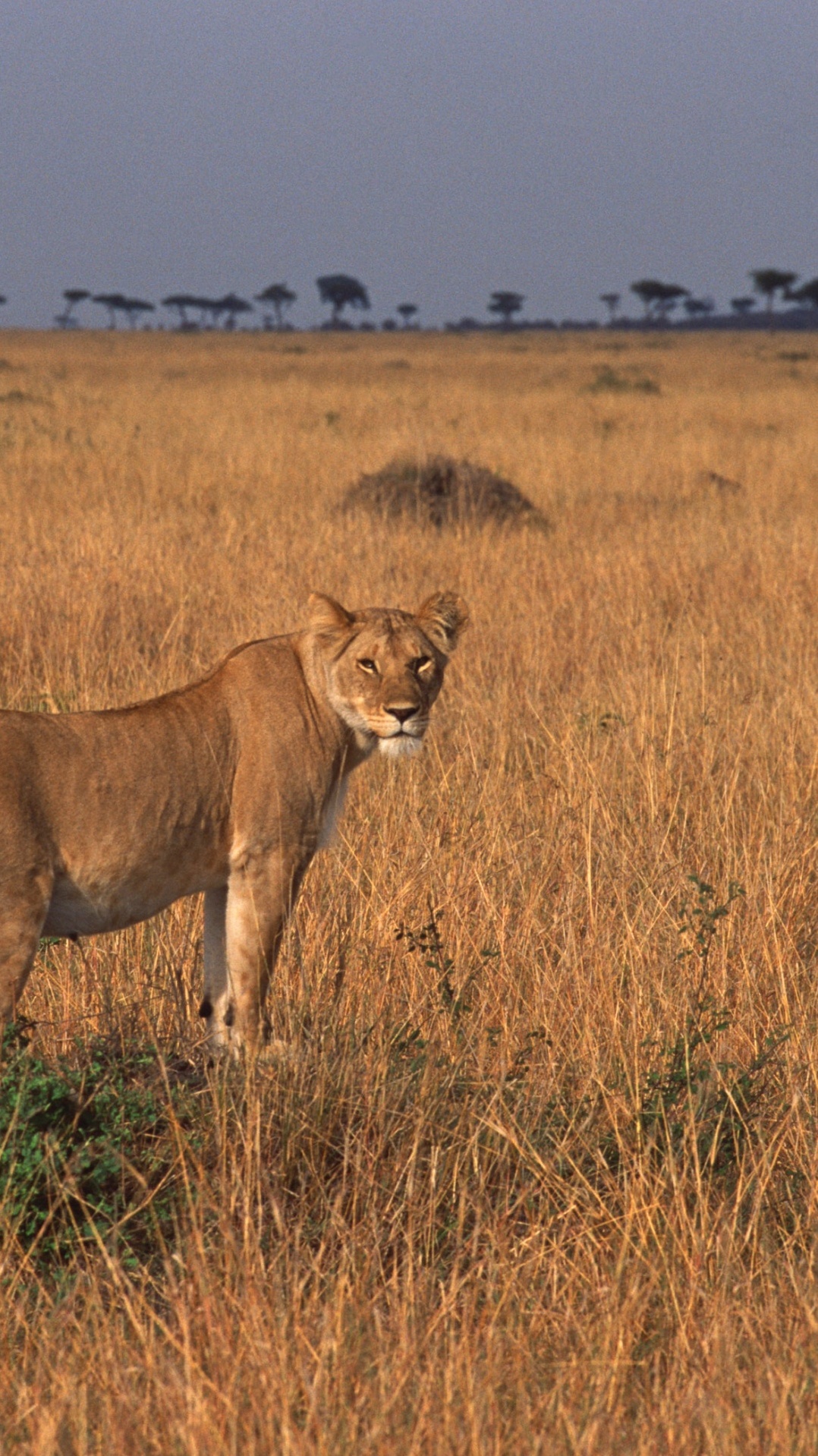 наземные животные, лев, живая природа, сенокосное угодье, восточно африканский лев