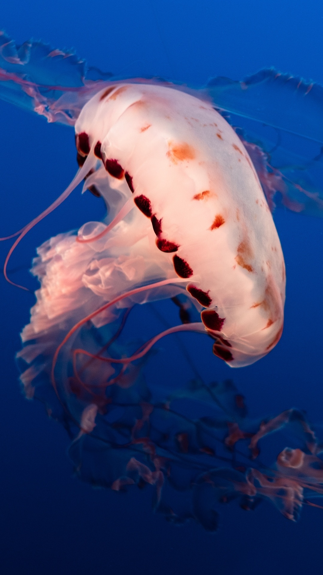 морские беспозвоночные, морская биология, беспозвоночных, cnidaria, медуза