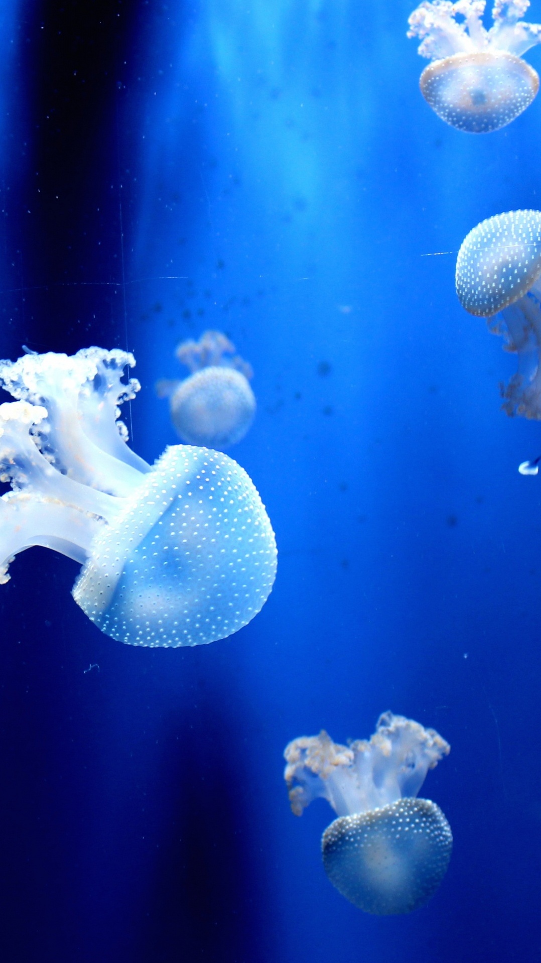 cnidaria, синий, вода, морская биология, медуза