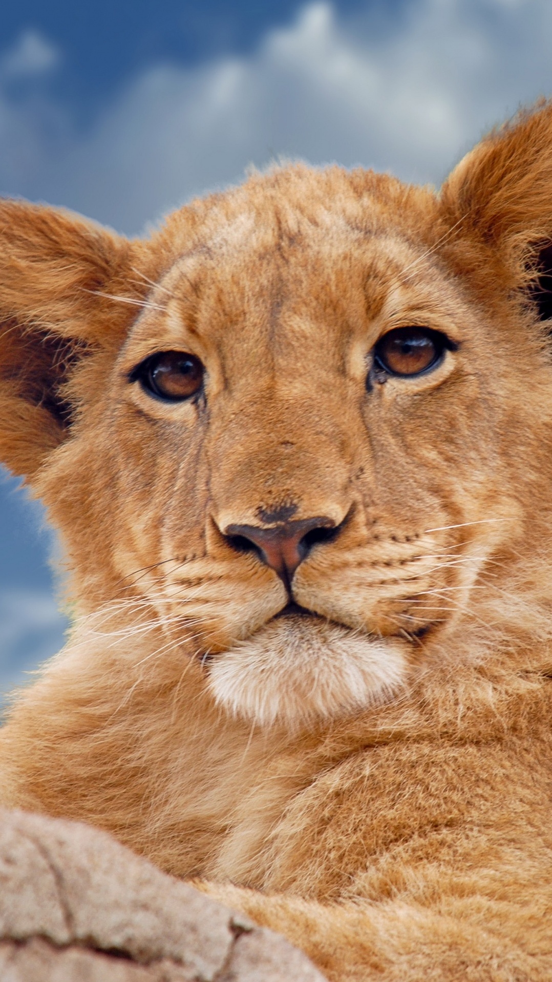 лев, наземные животные, кошачьих, живая природа, масаи лев