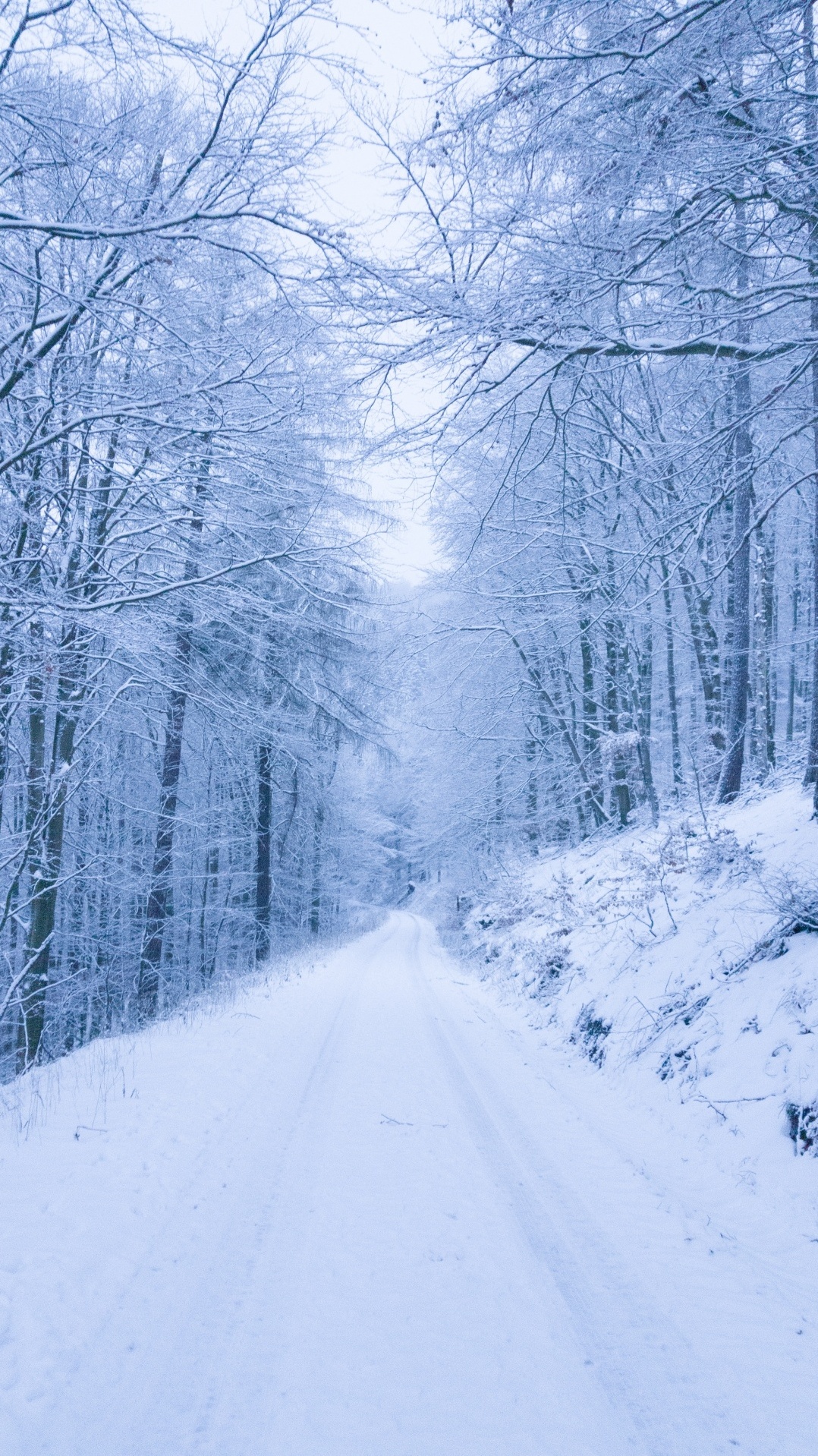 снег, снег дорога, природа, зима, дерево