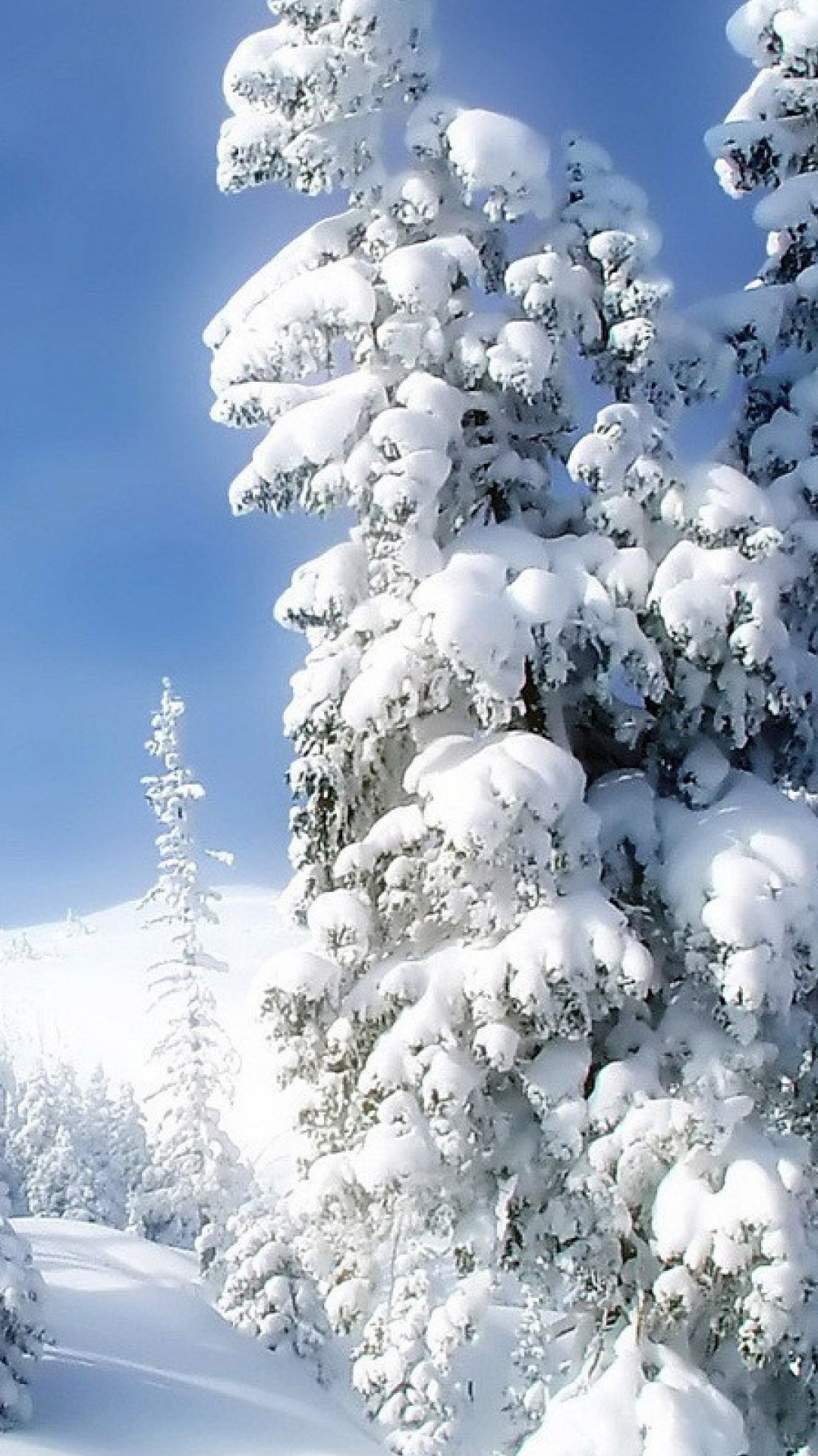 снег, замораживание, мороз, дерево, зима