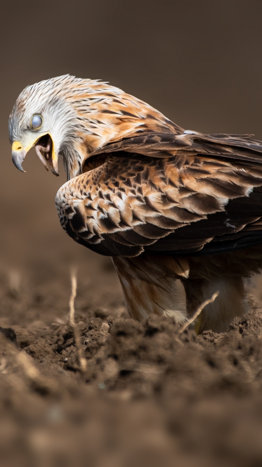 орел, accipitriformes, хищная птица, ястреб, белоголовый орлан