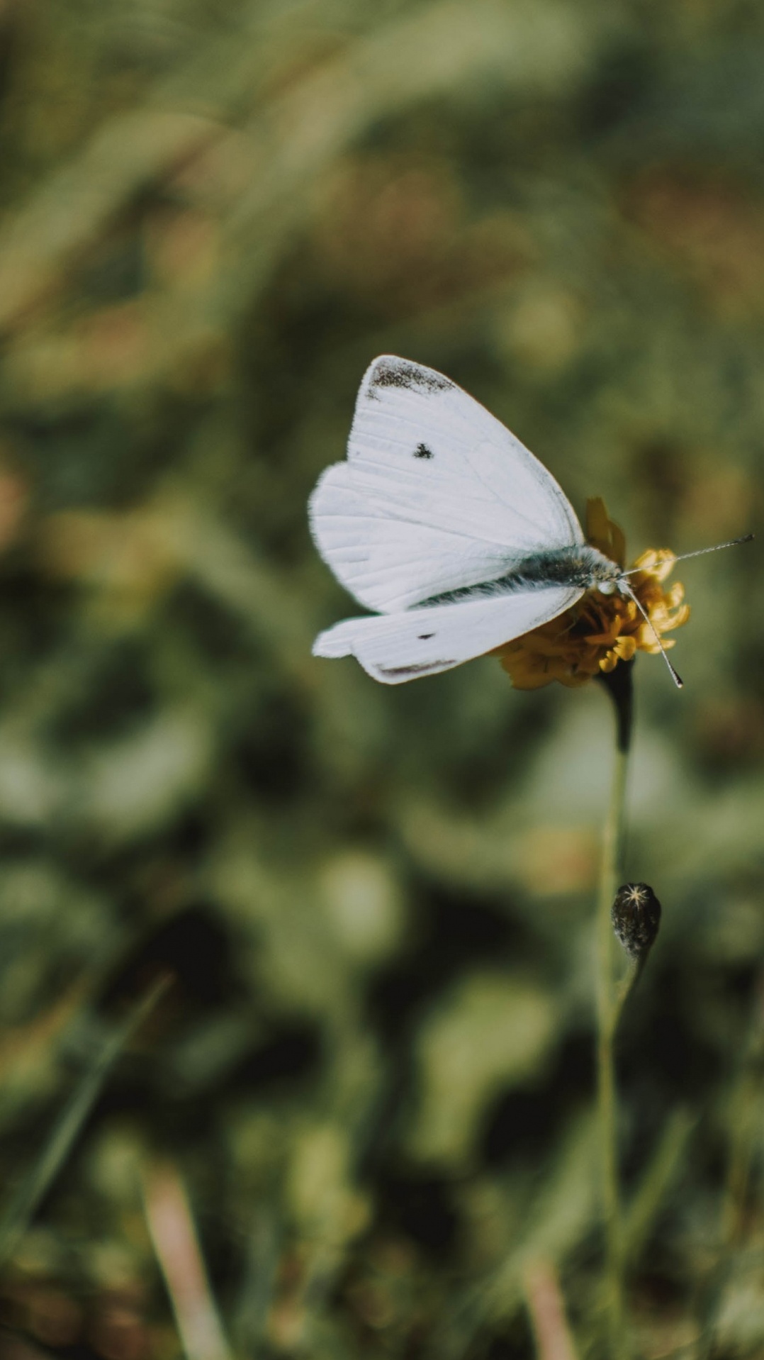 бабочка, lycaenid, дикой капусты, насекомое, к описанию colias