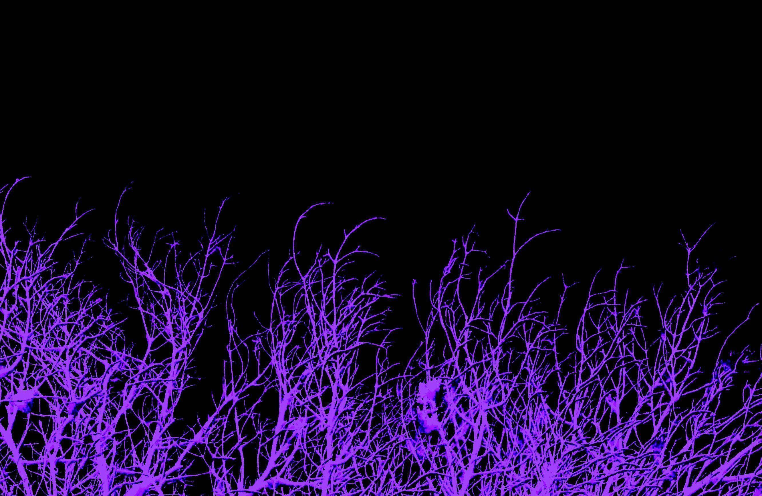 пурпурные ветви дерева