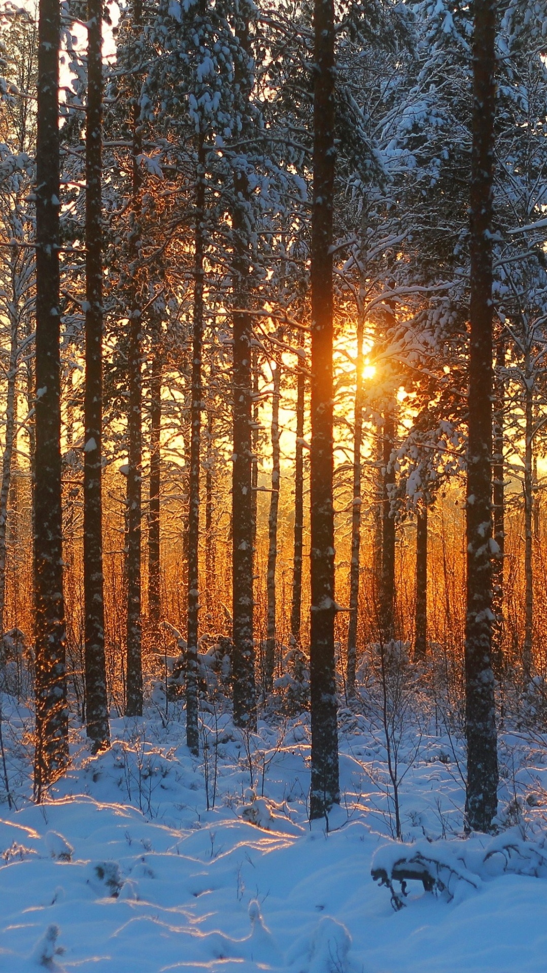 зима, дерево, снег, лес, природа