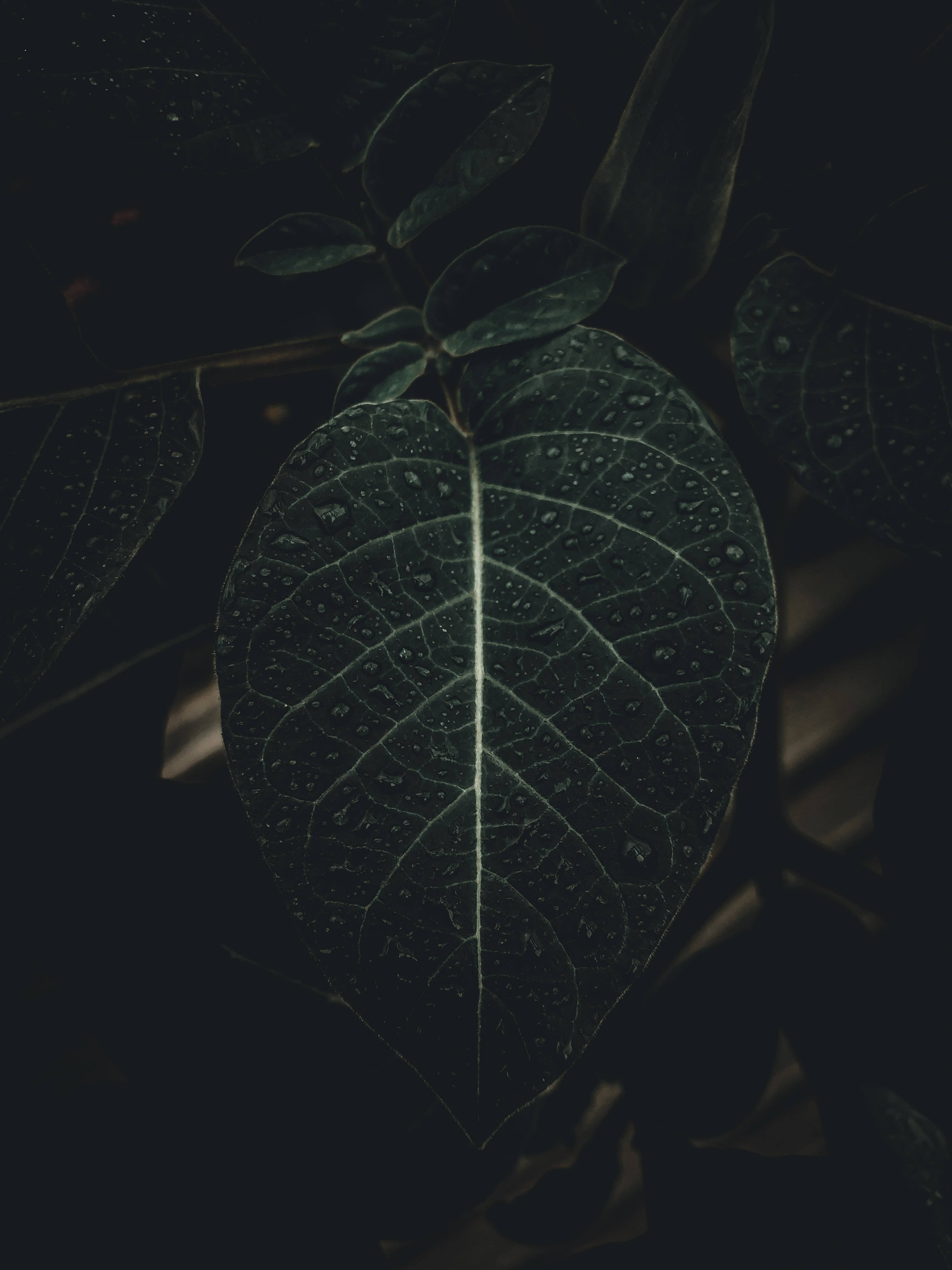 черная листва iphone