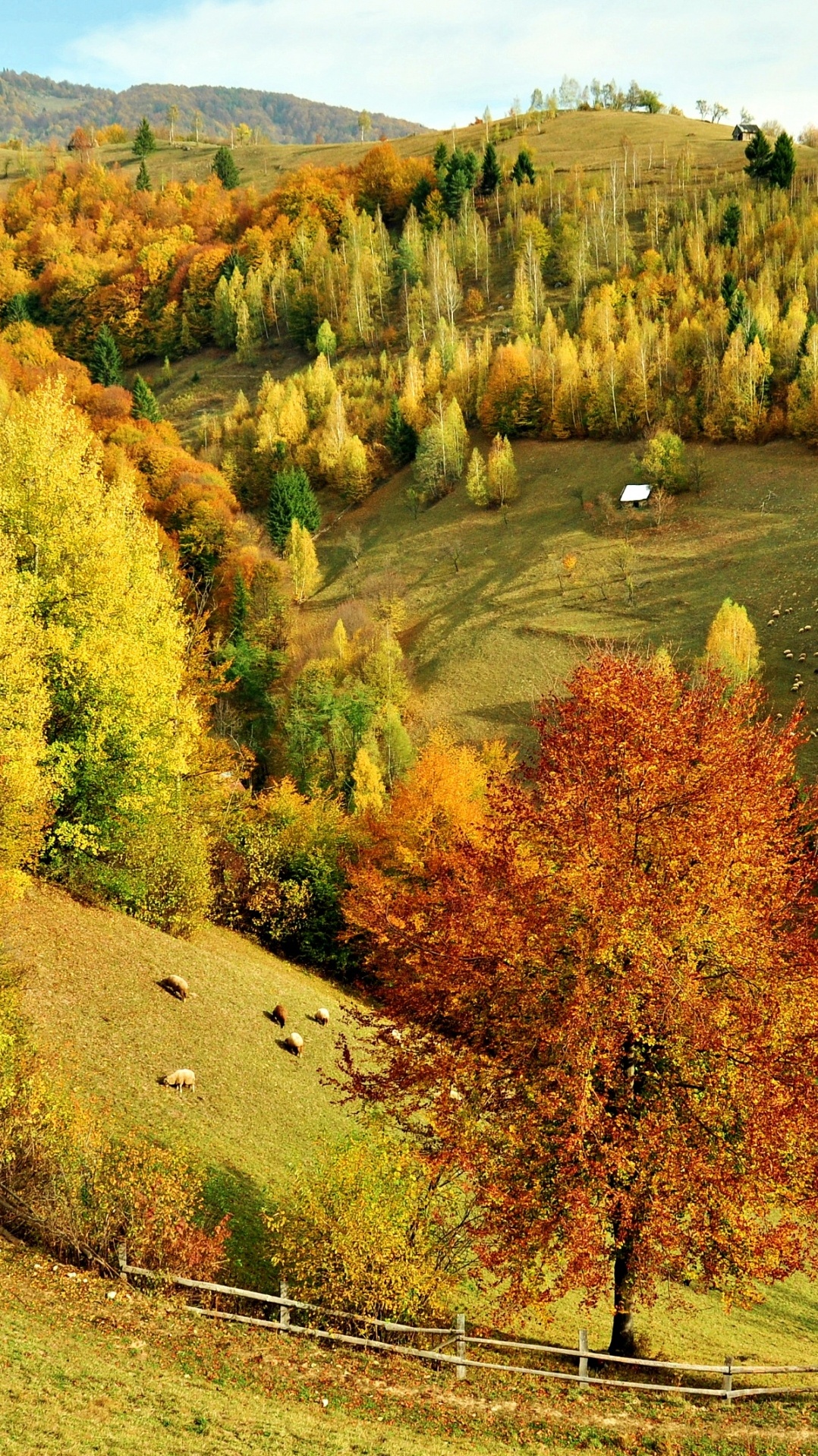 лист, осень, холм, дерево, природа