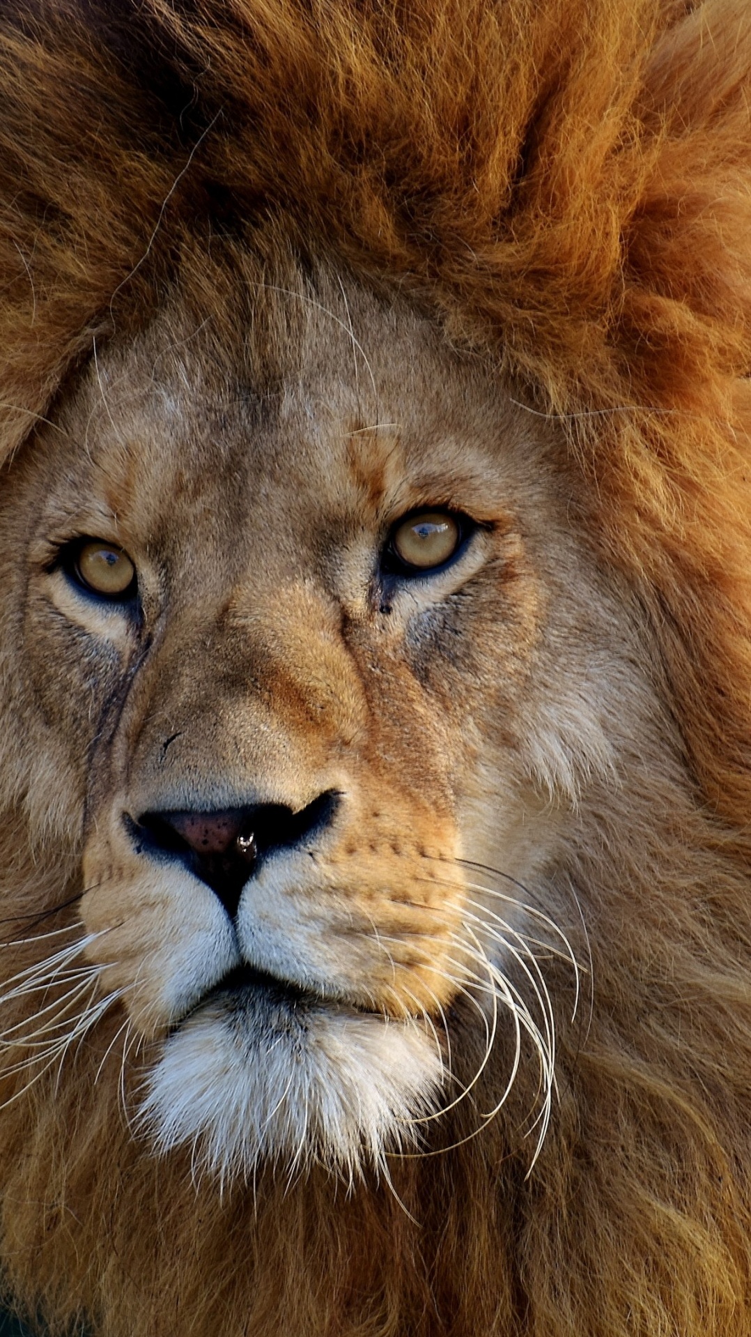 леопард, кошачьих, лев, большая кошка, мужской лев величественный