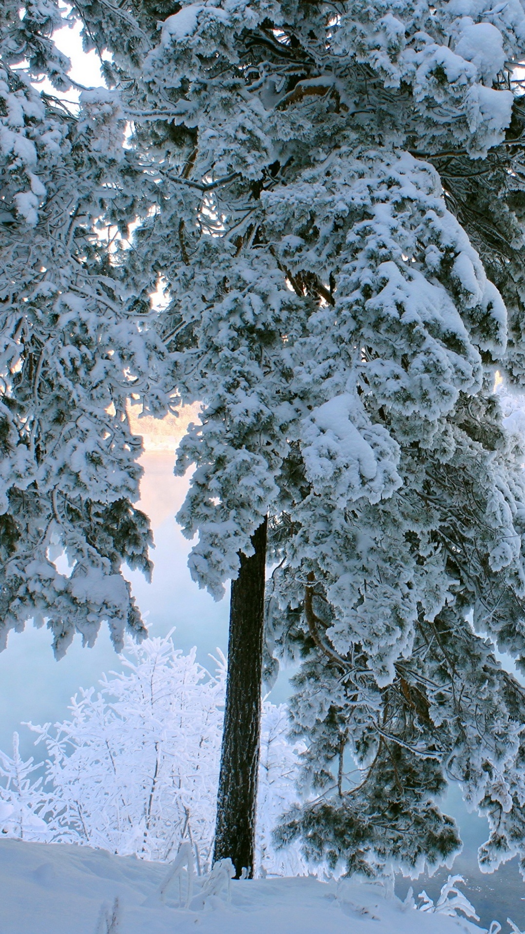 снег, зима, дерево, замораживание, мороз