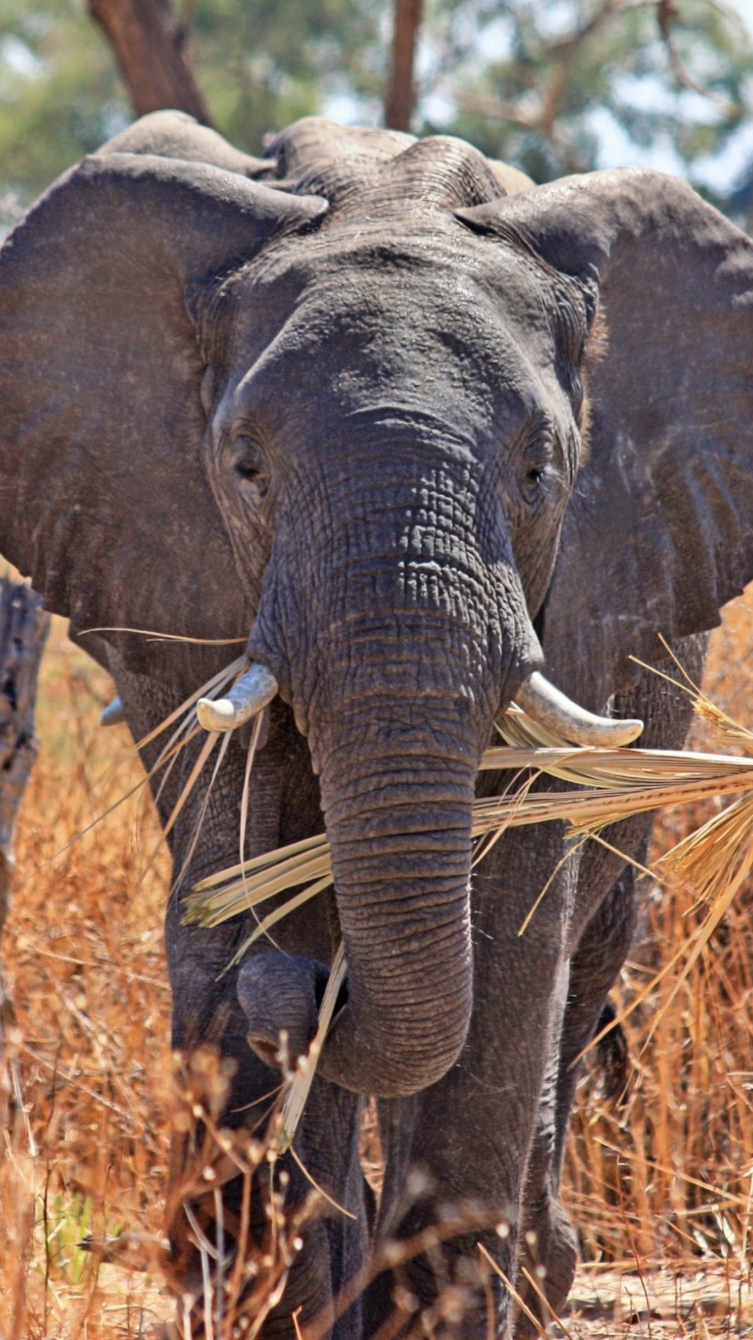 африканский слон буша, слоны и мамонты, наземные животные, слон, живая природа