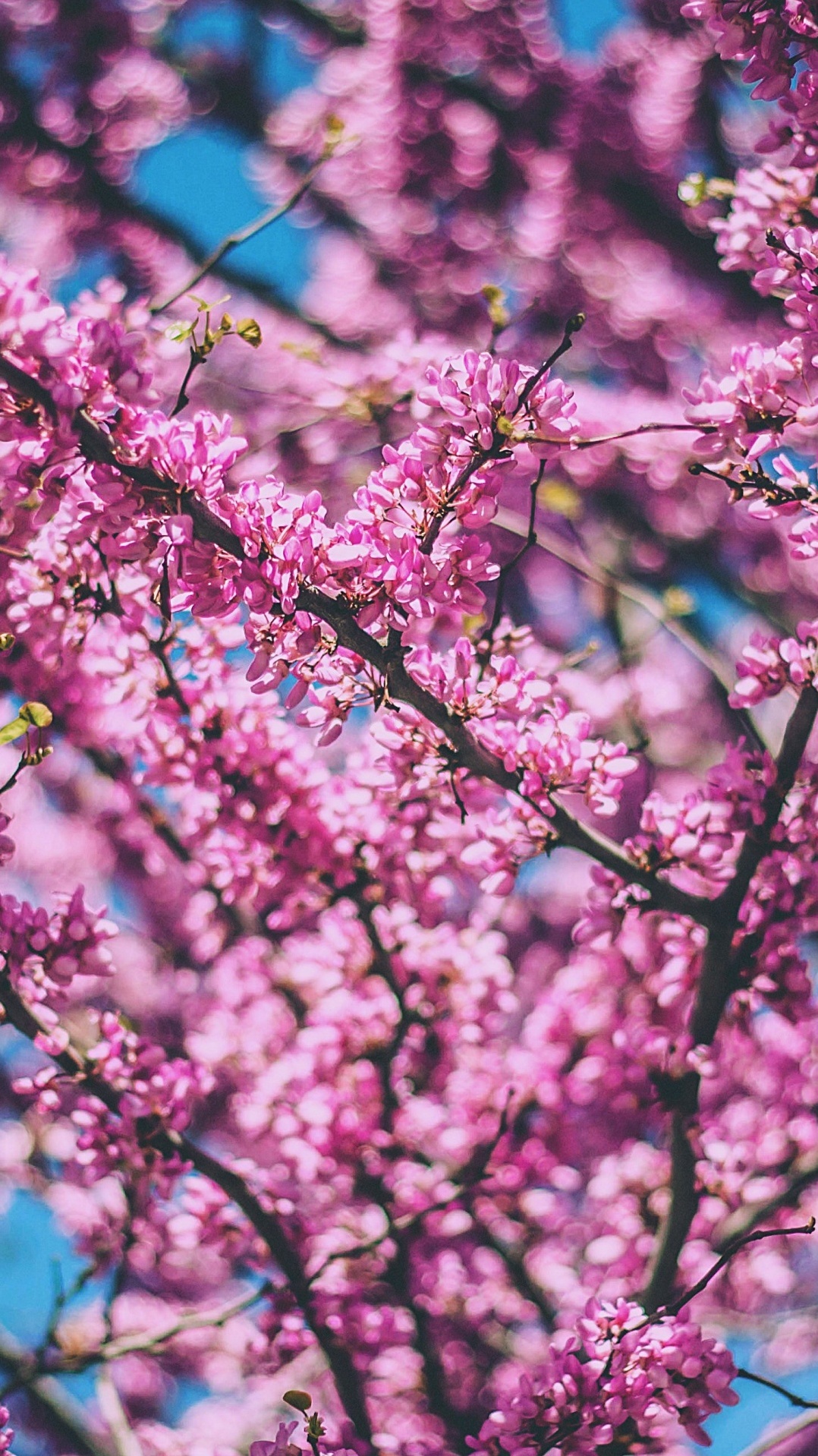 цветок, расцвет, цветение вишни, розовый, дерево