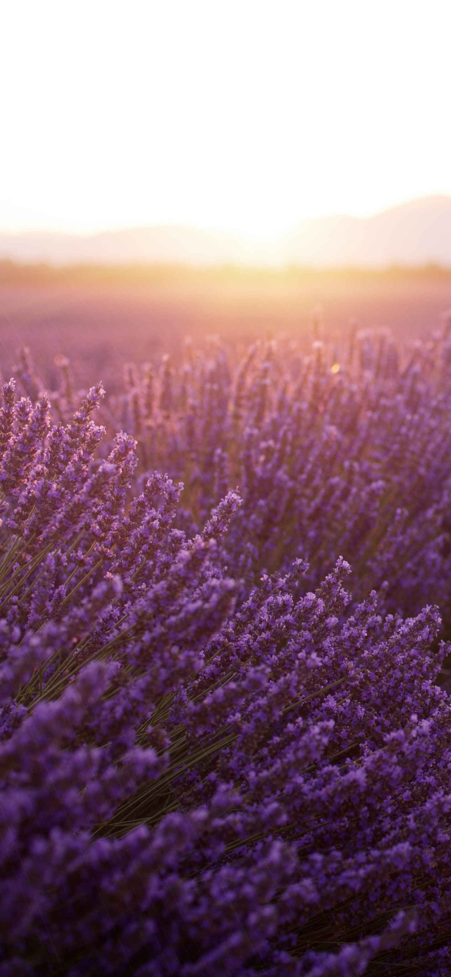 лавандовые поля, фиолетовые обои, лаванда, закат в поле цветов