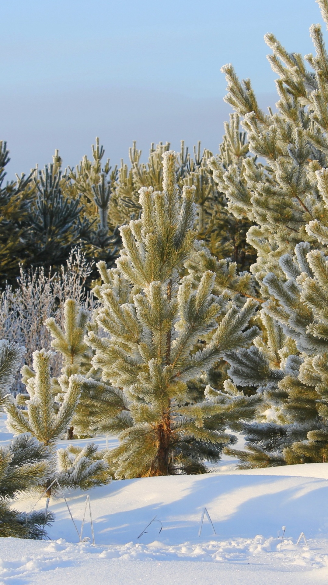 растительность, снег, ель, зима, дерево
