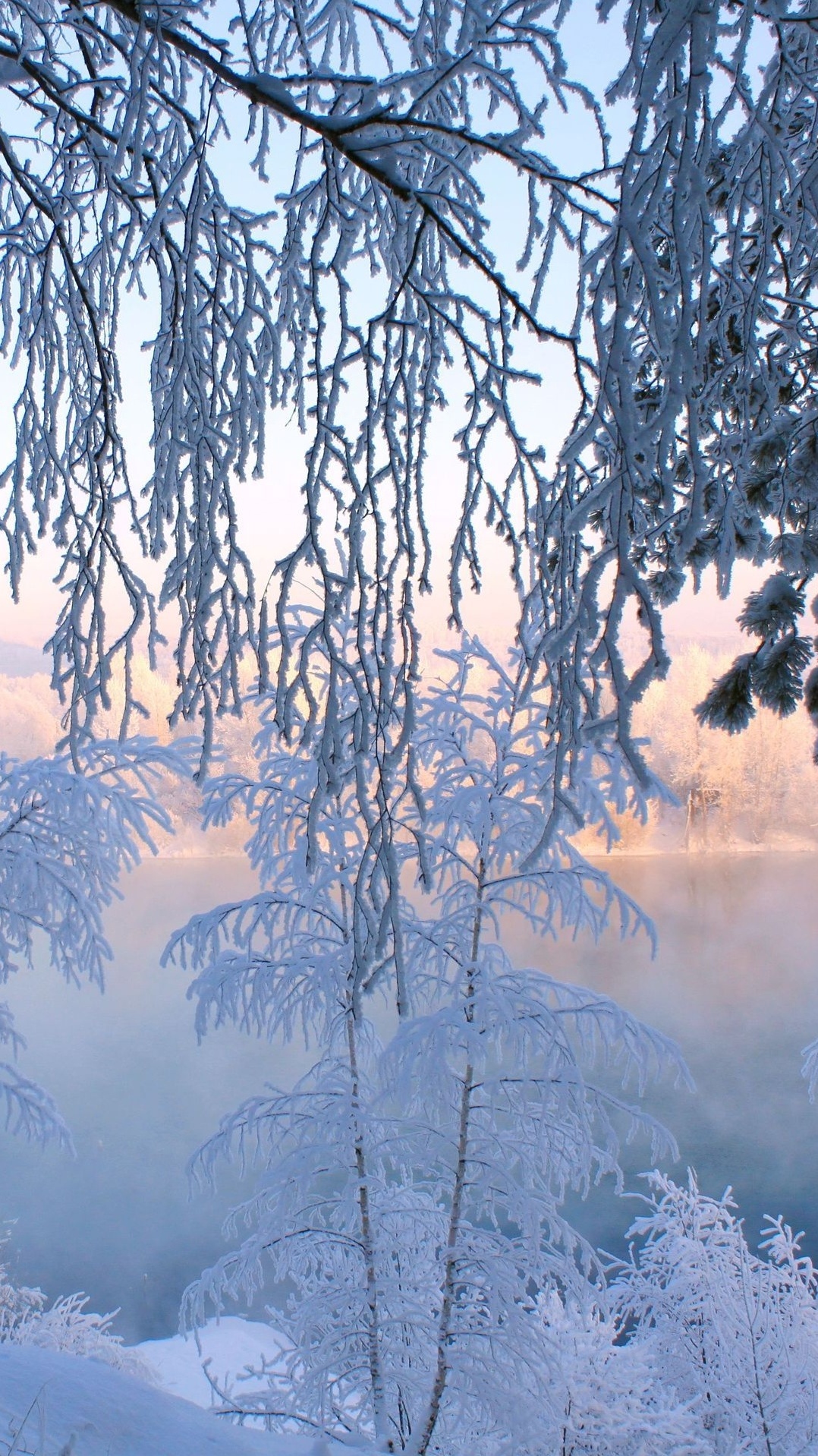 мороз, зима, дерево, природа, снег