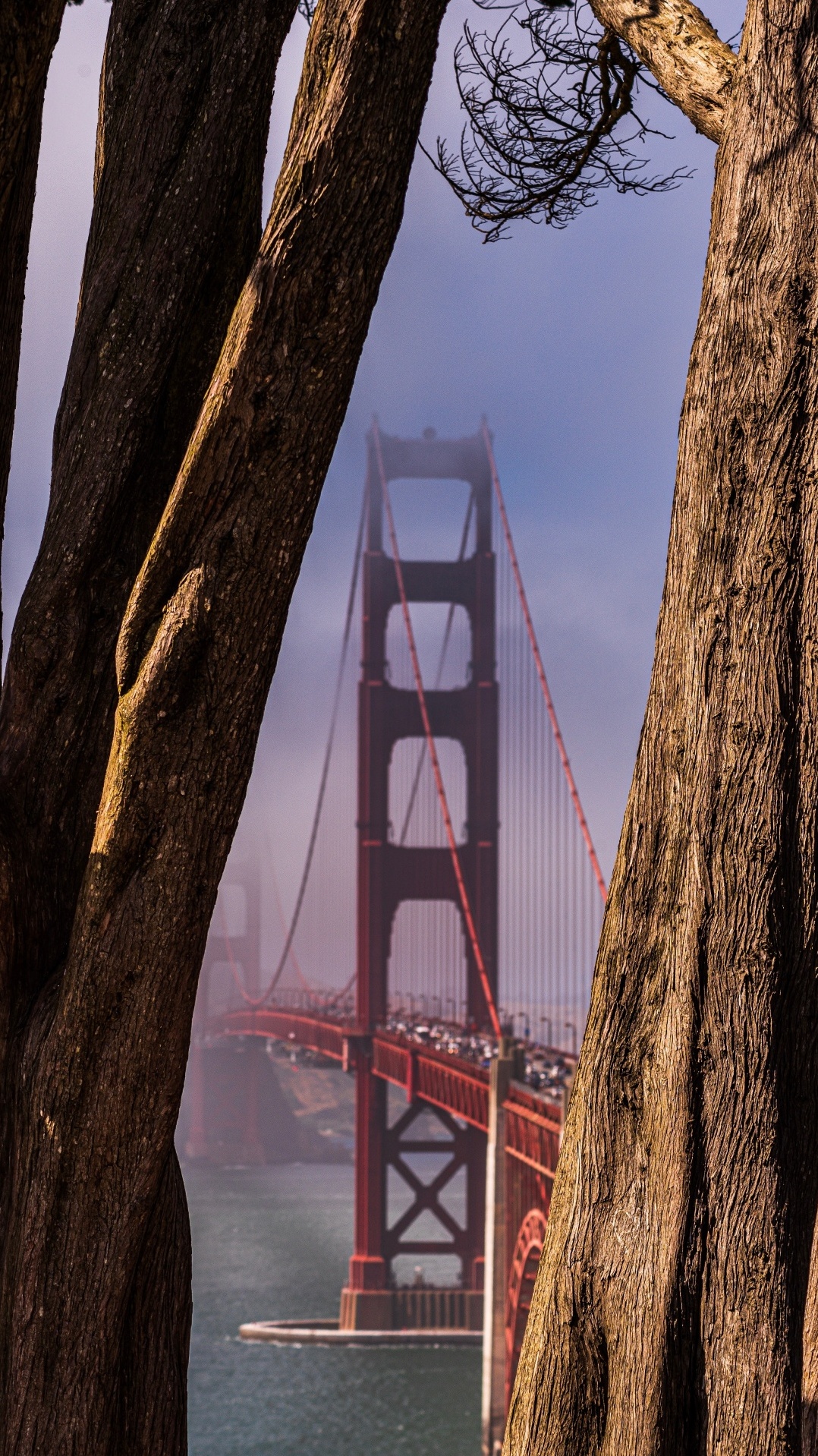 древесные растения, мост golden gate, вода, дерево, мост