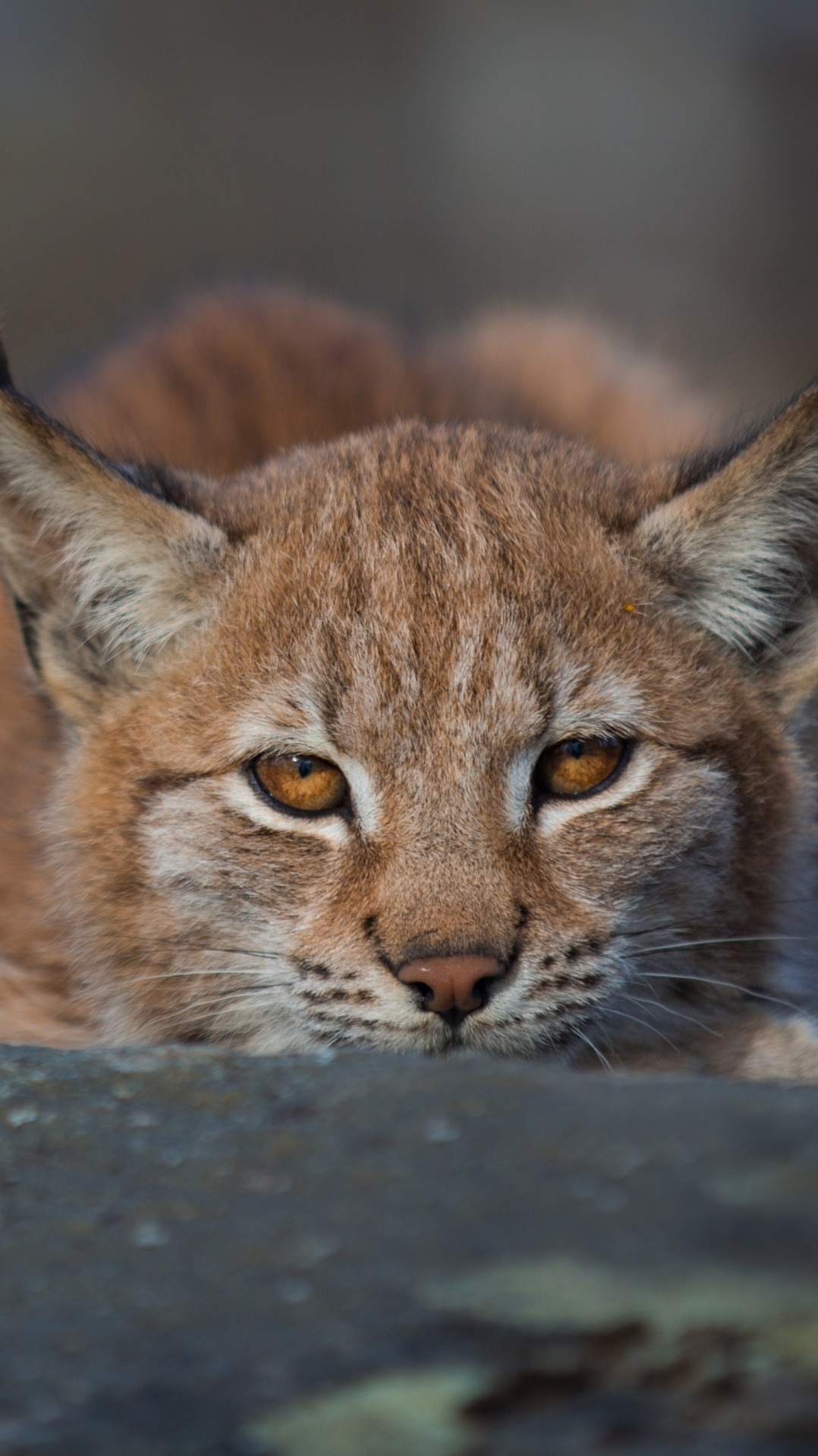 кошачьих, живая природа, дикая кошка, рысь, кот