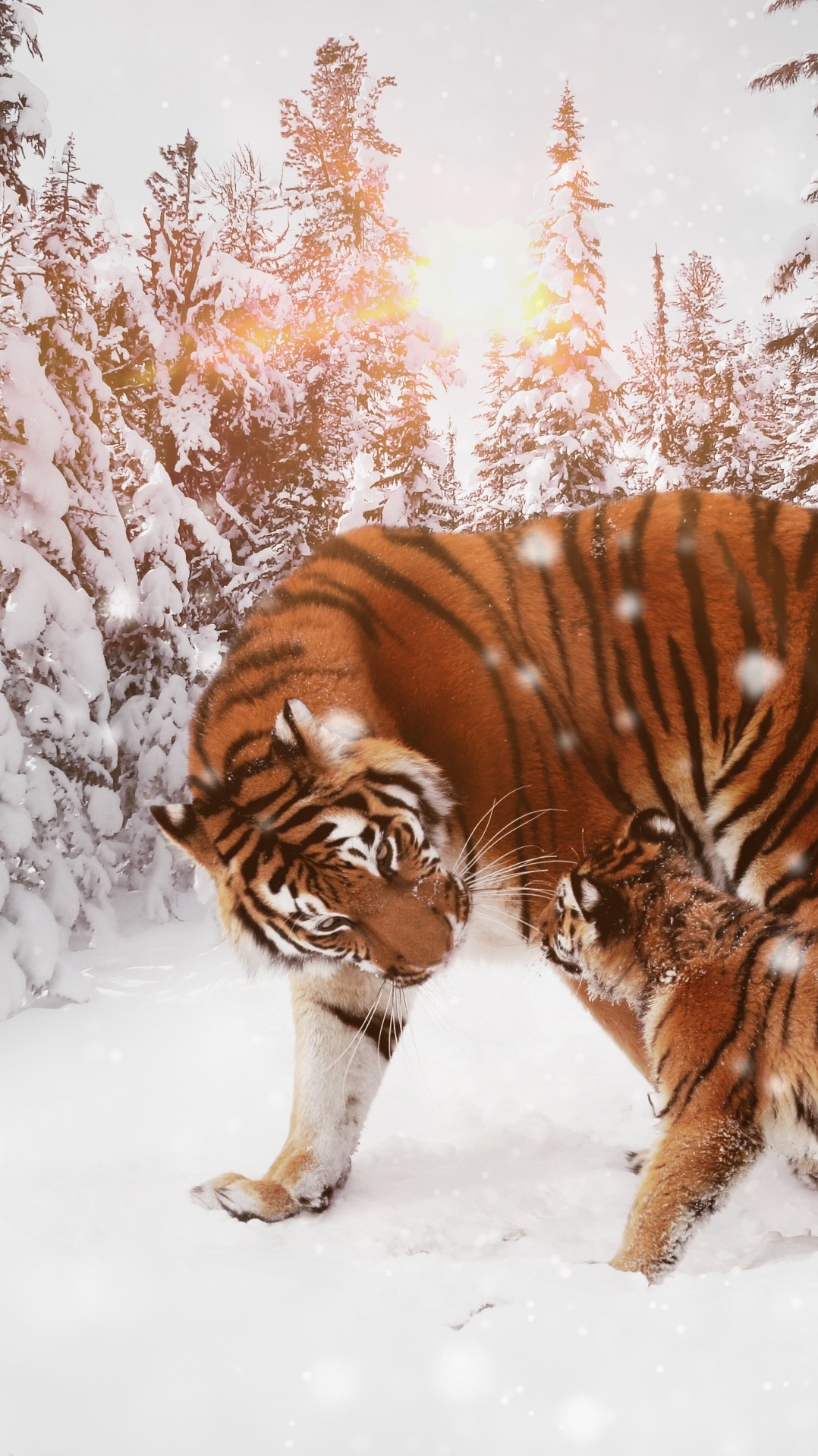 кошачьих, амурский тигр, тигр 8к, тигр, белый тигр