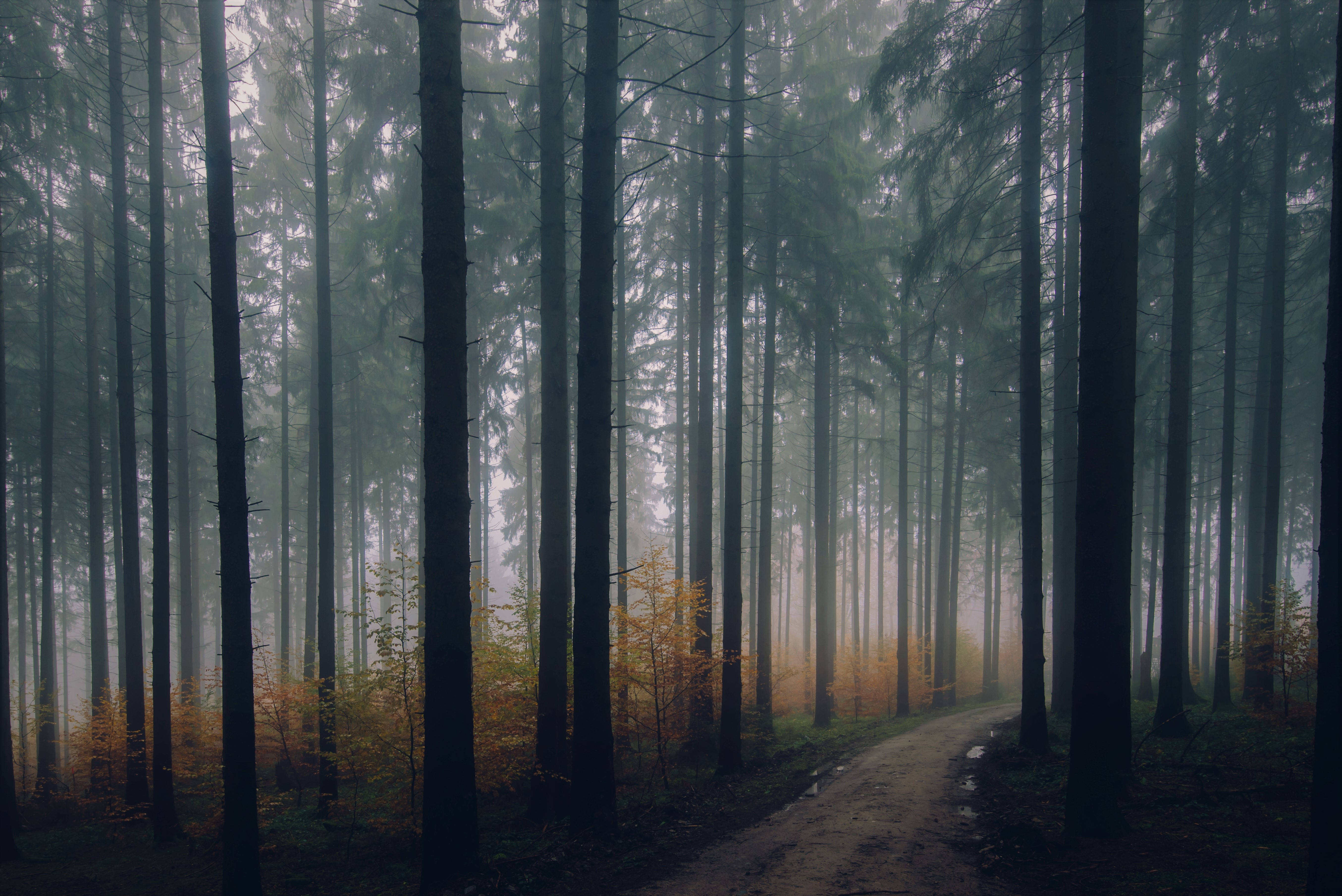 туманный и темный лес iphone