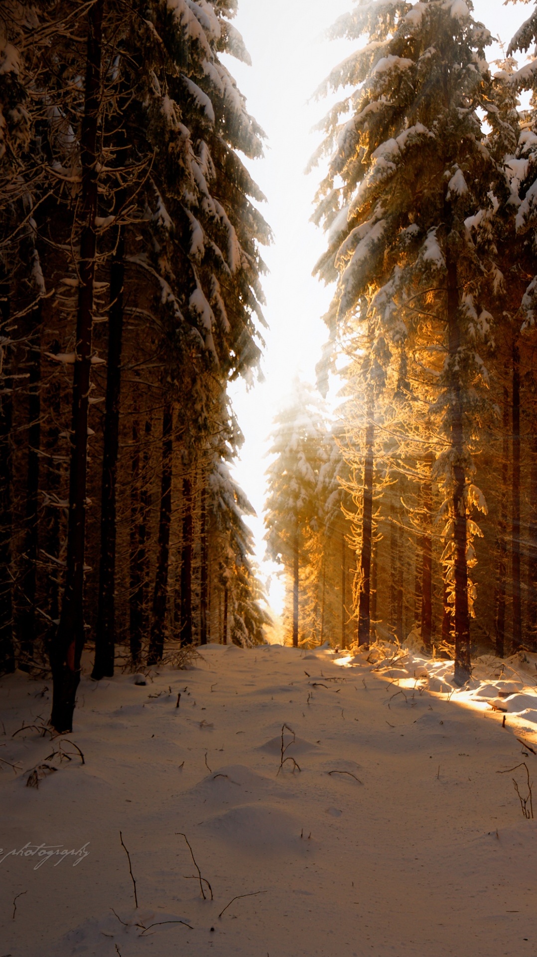 зима, дерево, природа, снег, лес