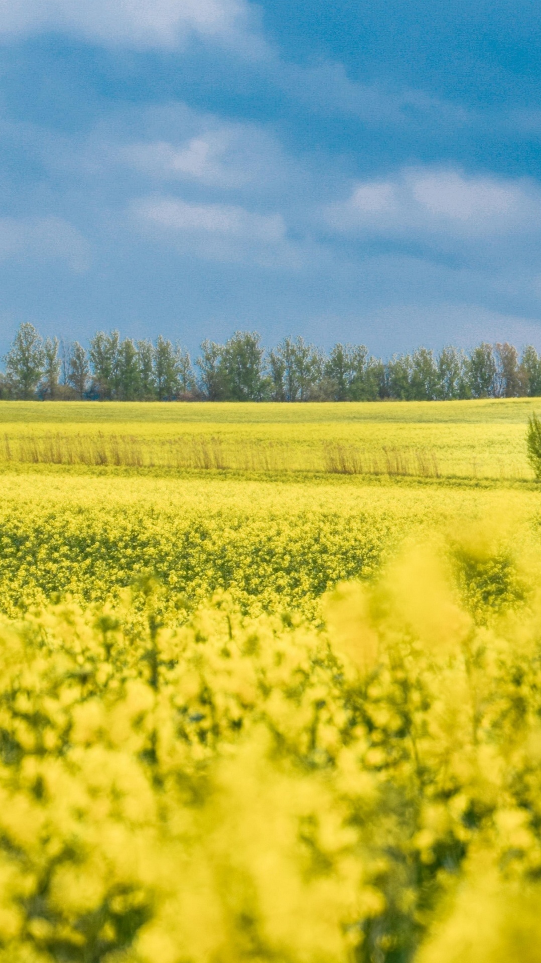 расповое, облако, цветок, поле, растение