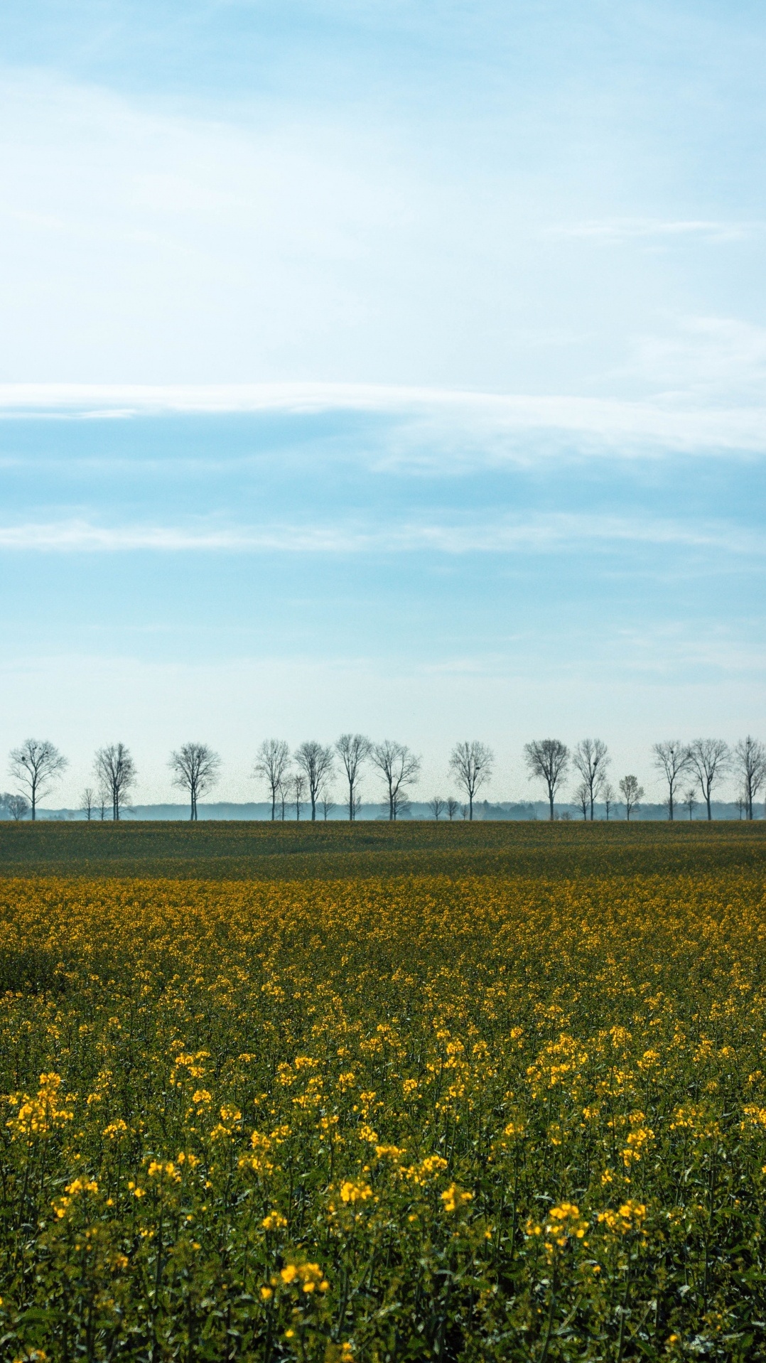 желтый, весна, поле, природный ландшафт, окружающая среда