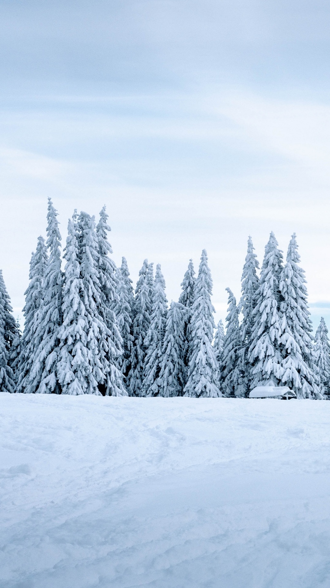 дерево, зима, замораживание, снег, природа