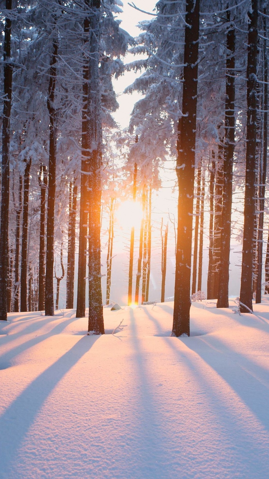 снег, зима, лес, природа, дерево