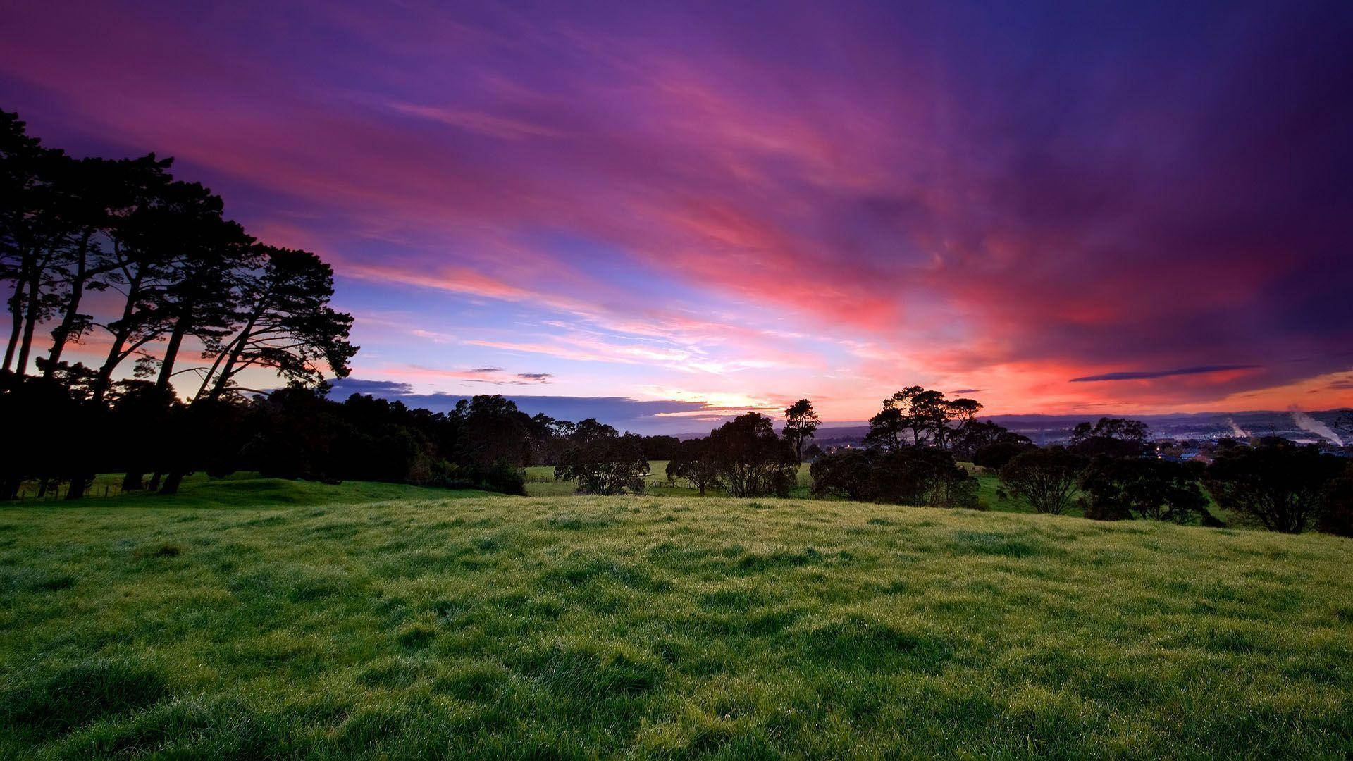 естественное травяное поле фиолетовое эстетическое небо