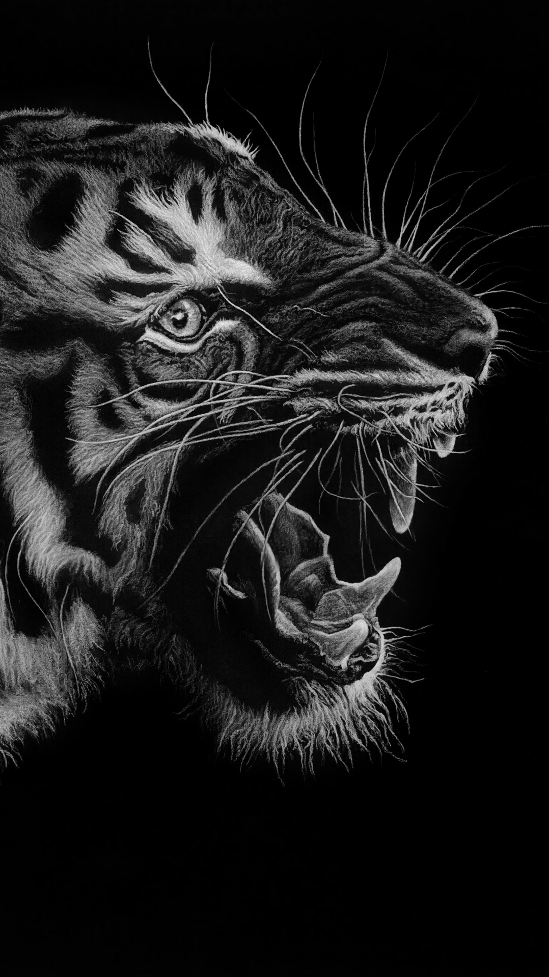 тигр, рев, черный, бенгальский тигр, кошачьих