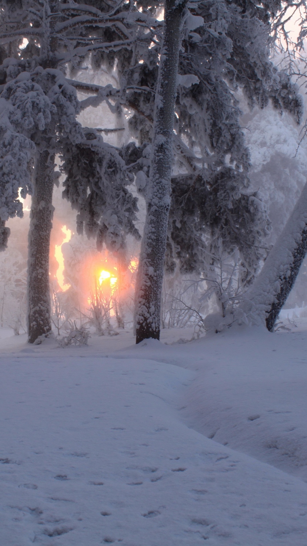 зима, дерево, снег, замораживание, восход солнца